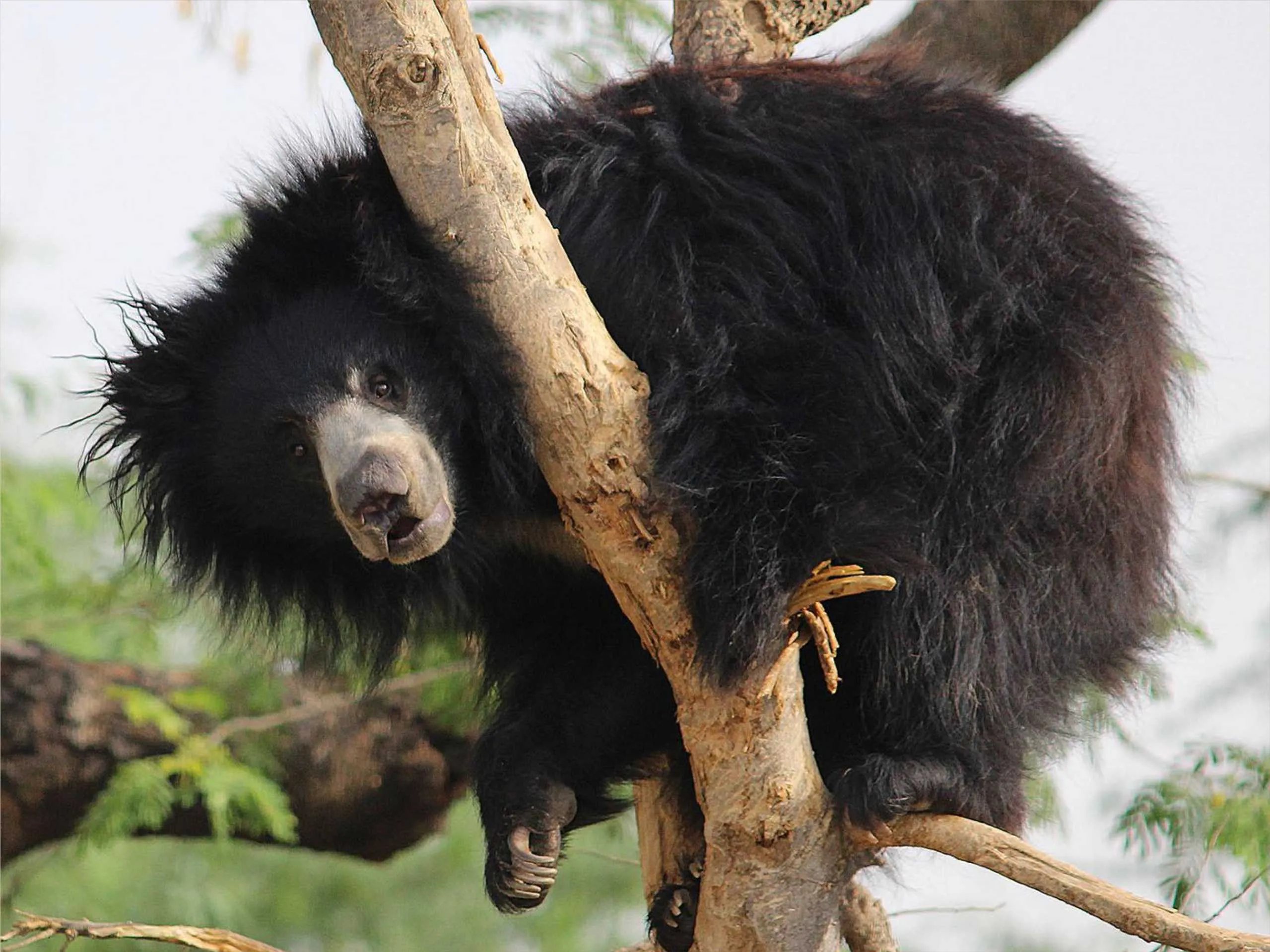 Sloth bear