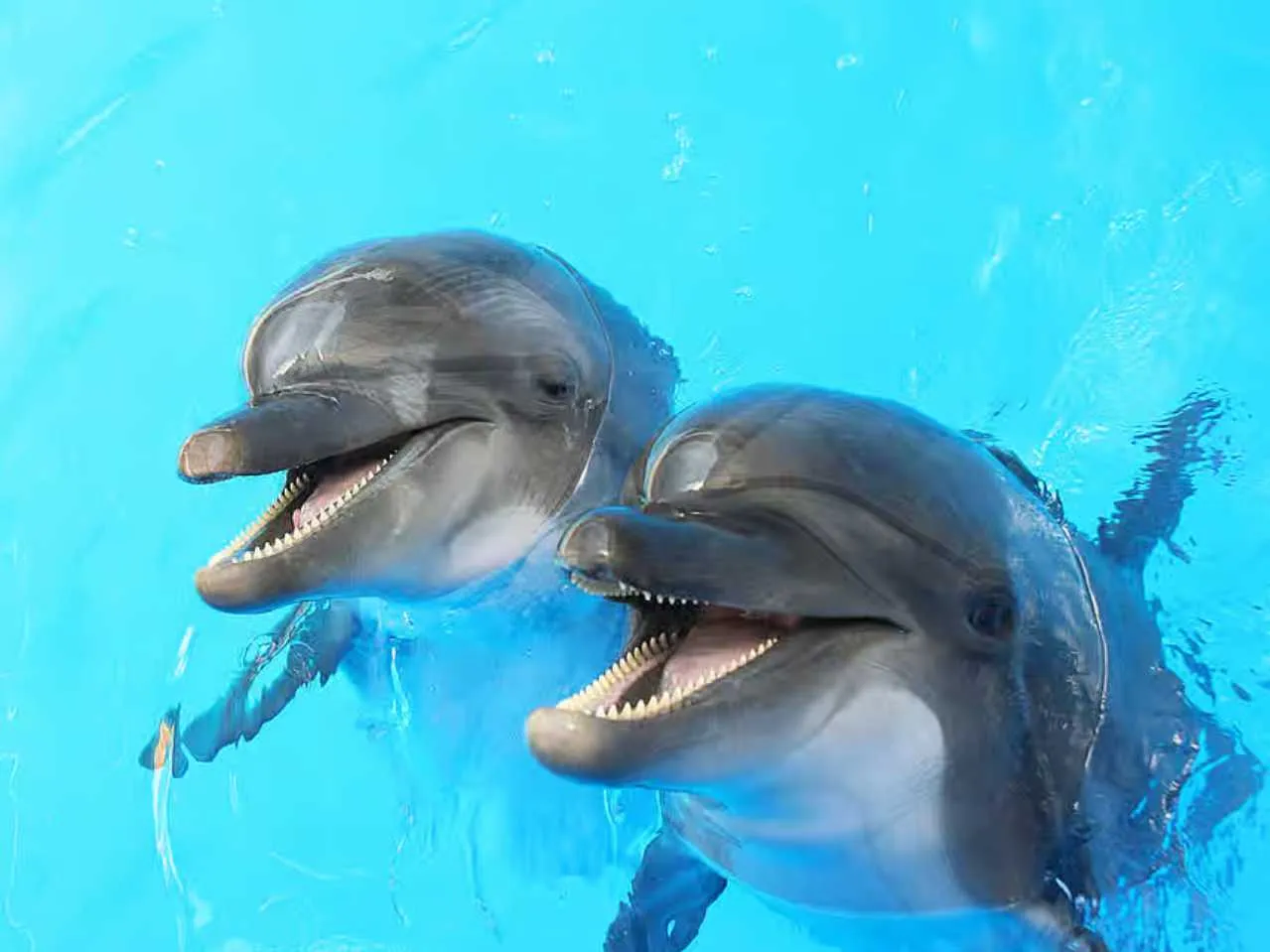 two dolphins