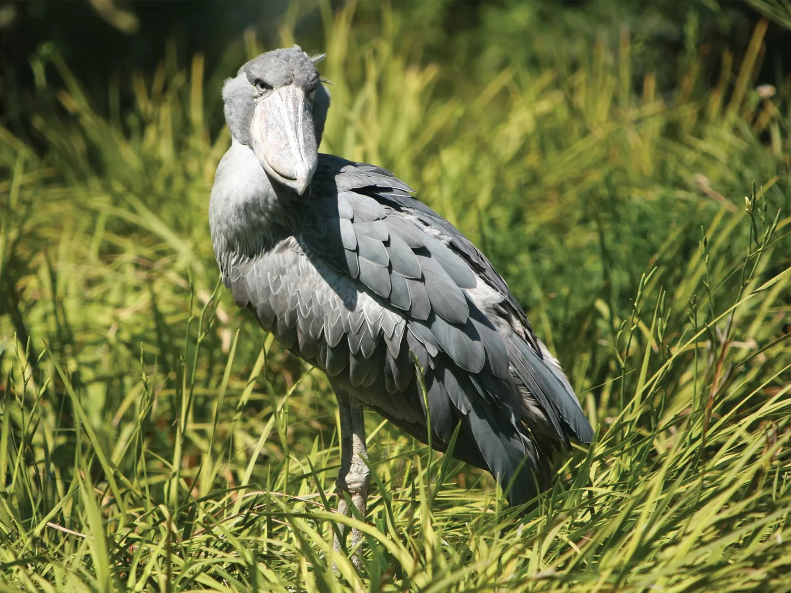 shoebill