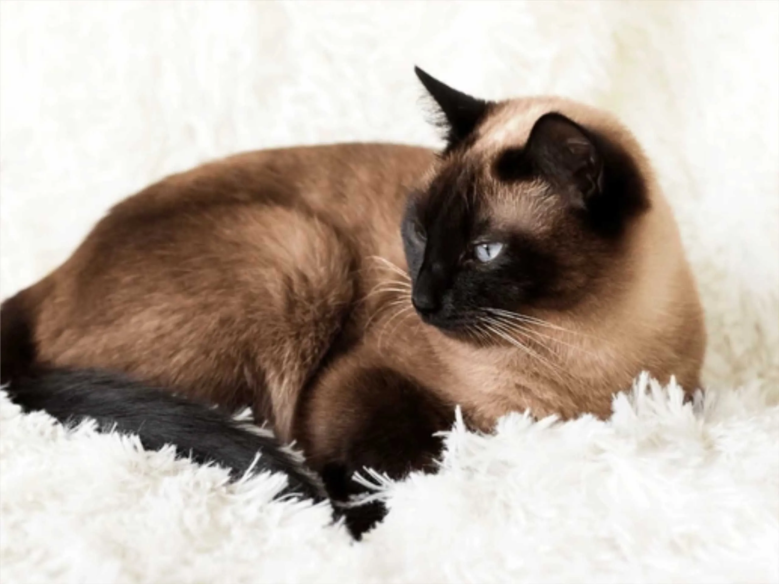 siamese cat