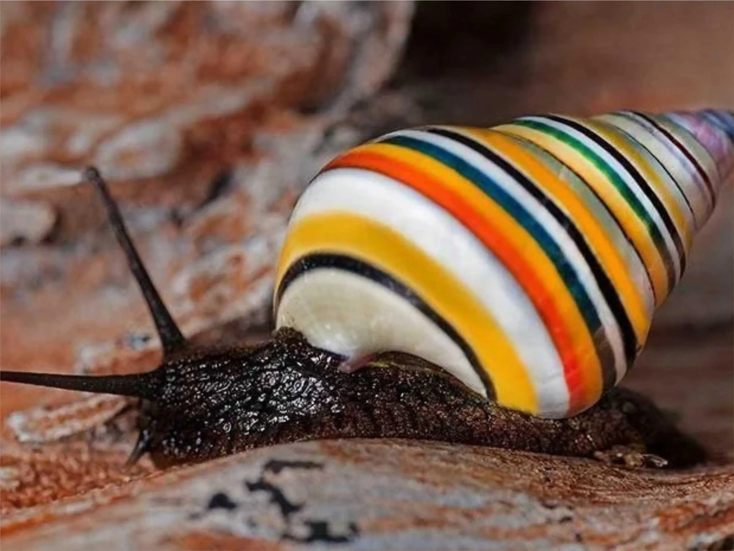 candy cane snail