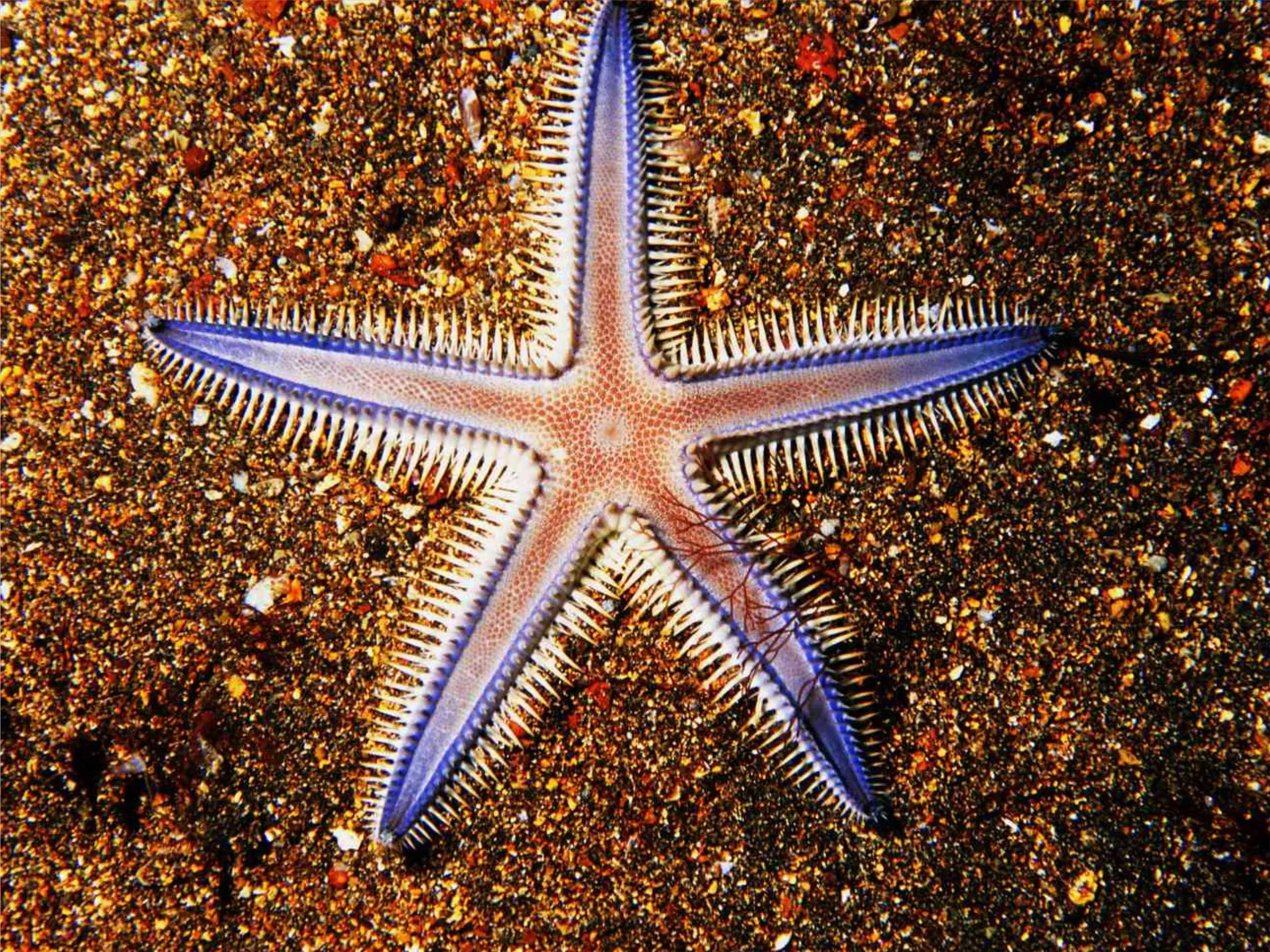 starfish