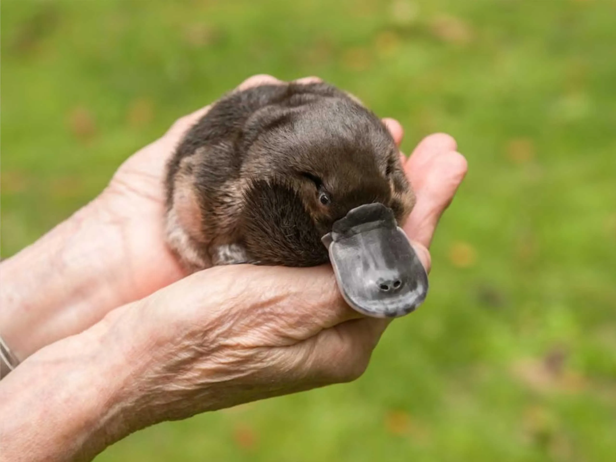 platypus 