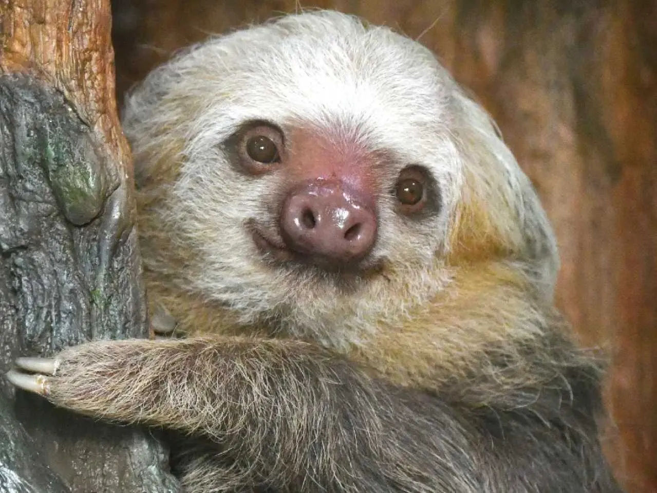 sloth 