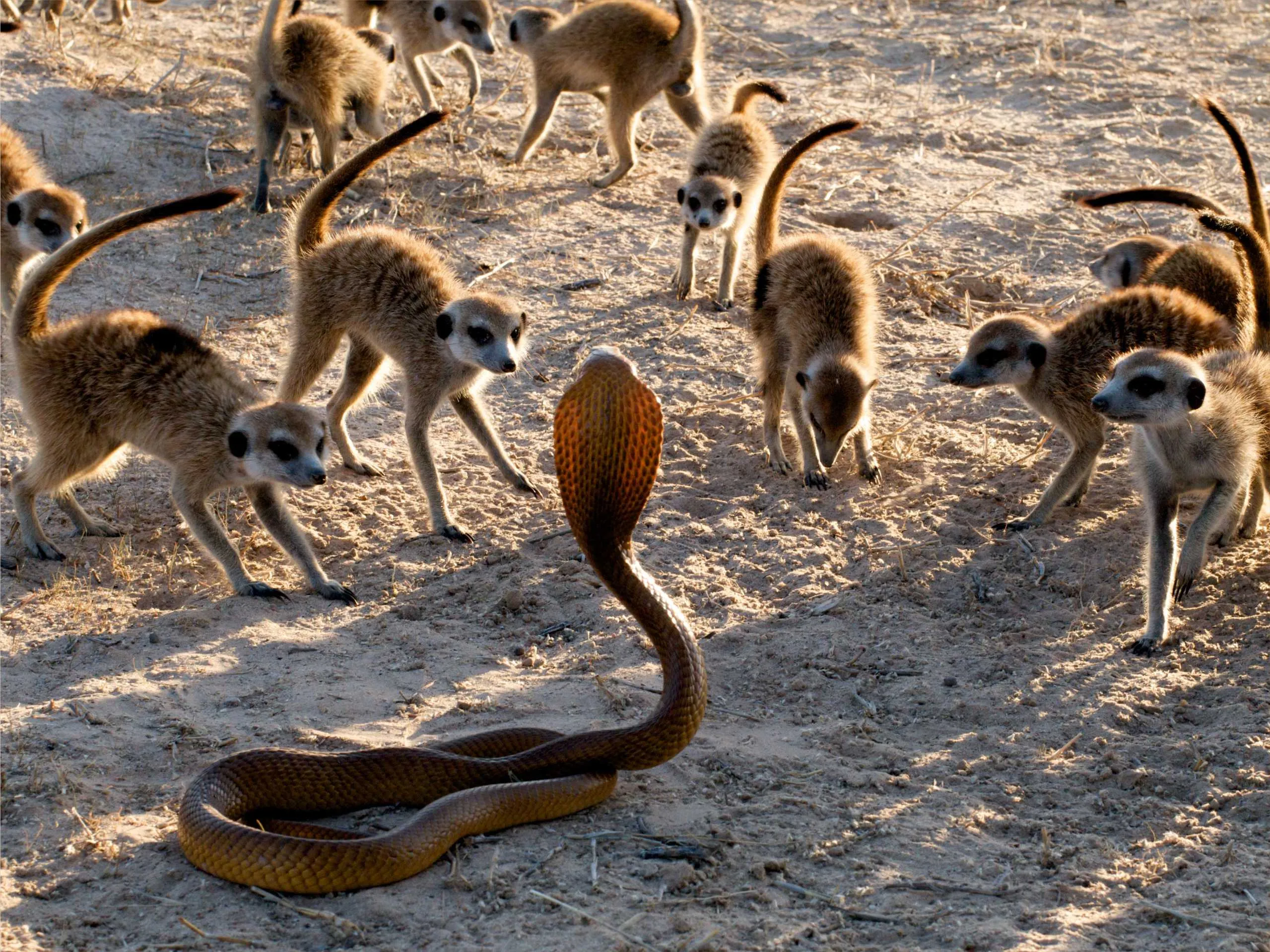 meerkats