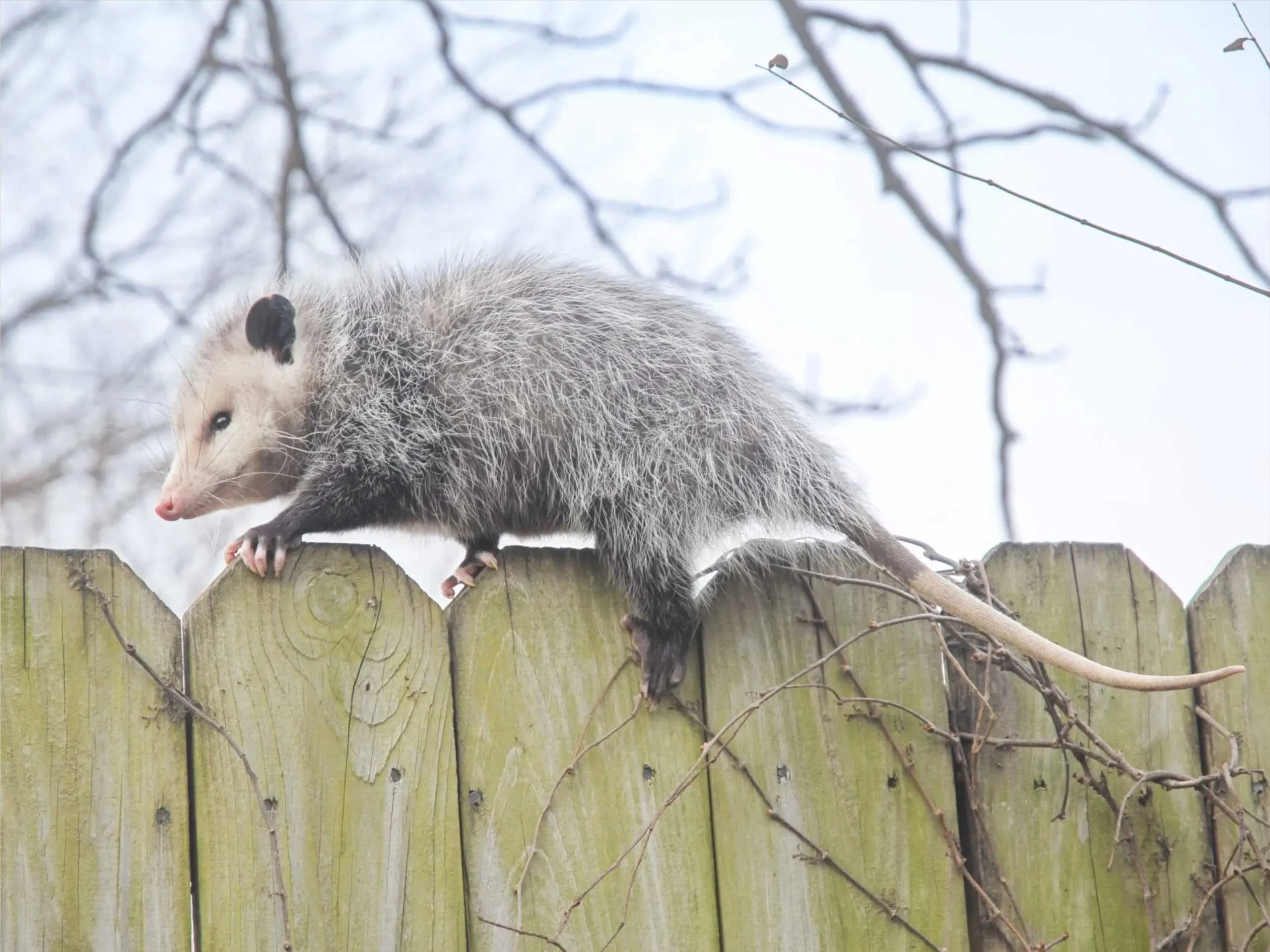 opossum