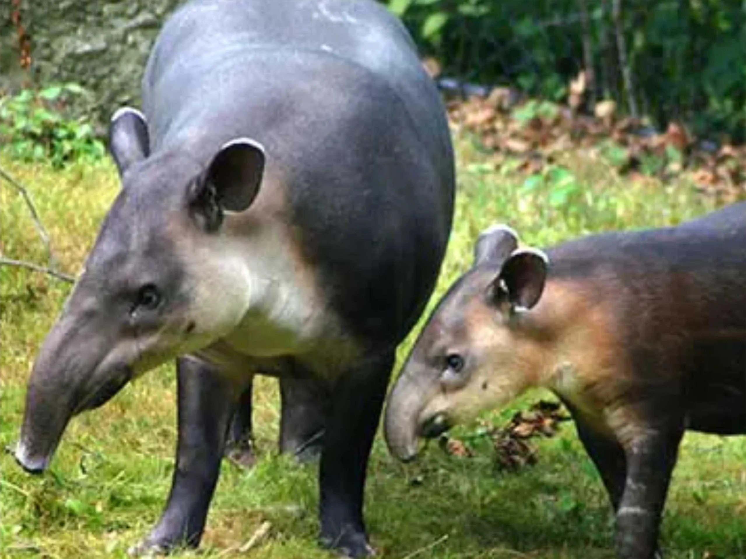 Bairds tapir