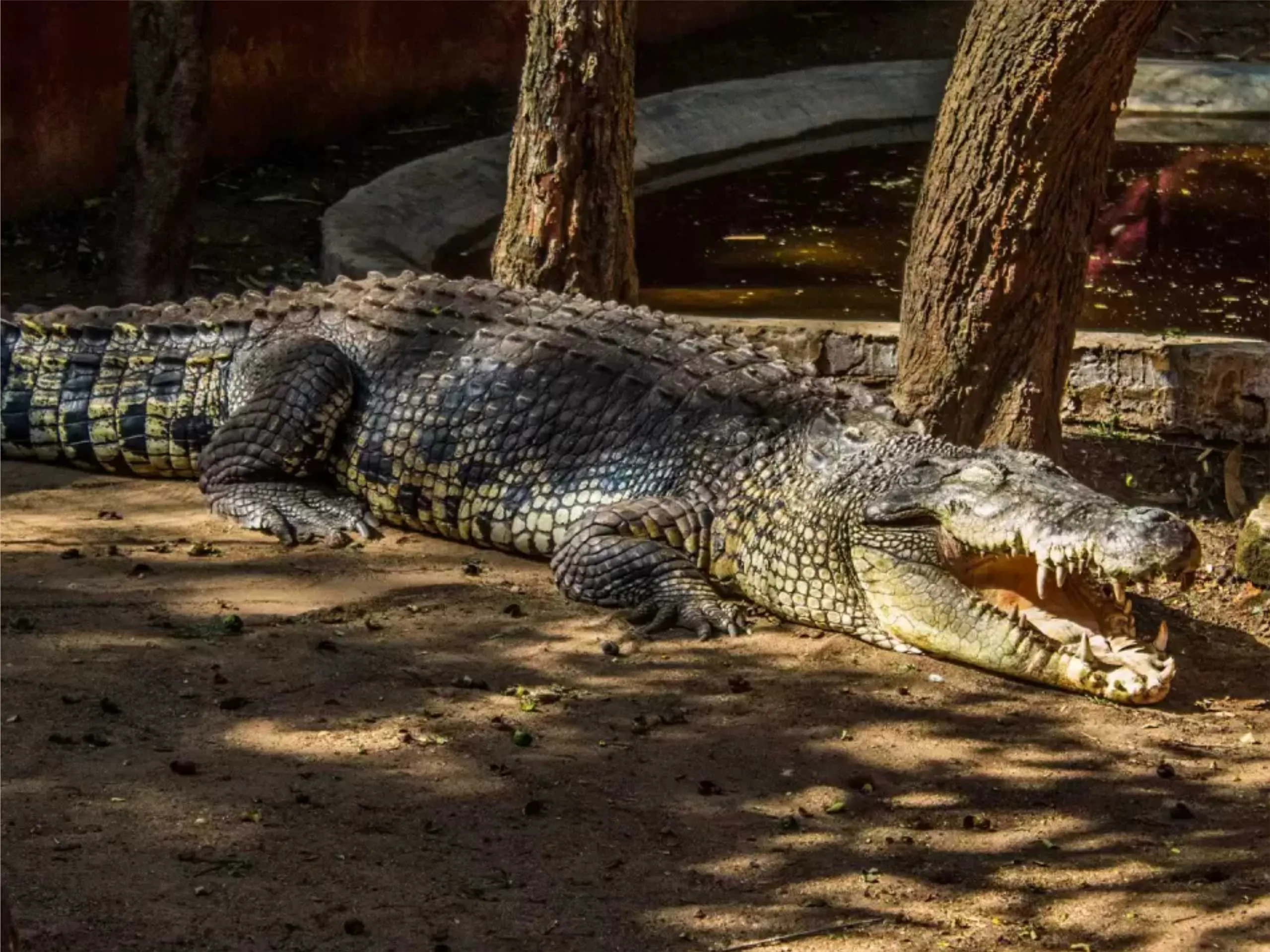 chennai crocodile park