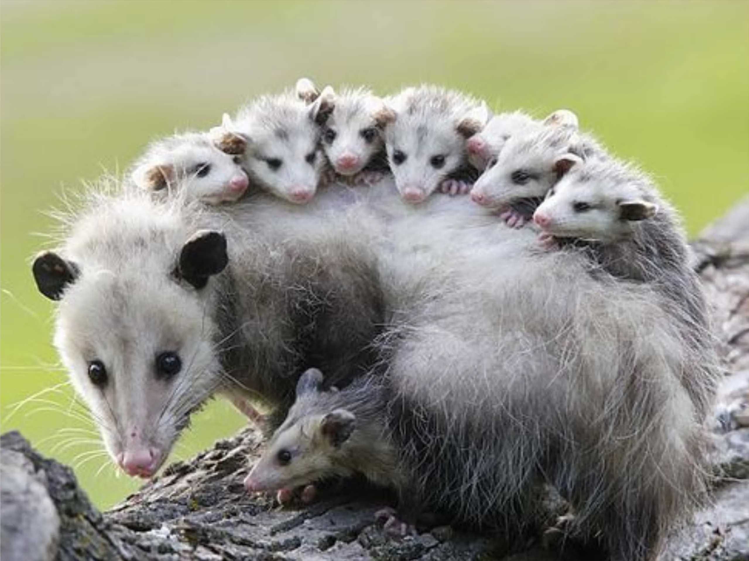 opossum