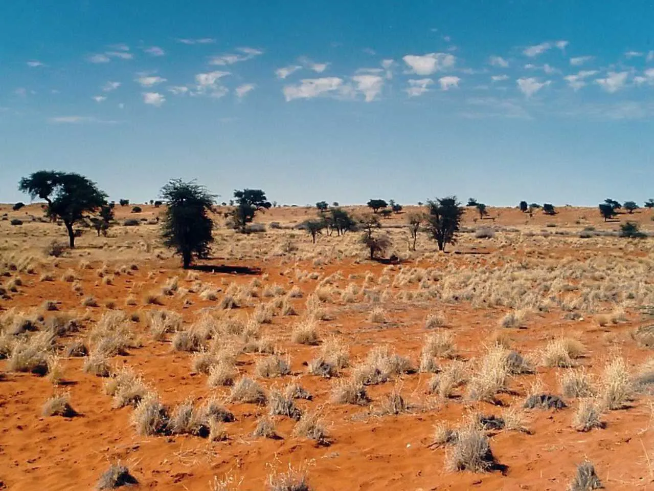 Kalahari desert