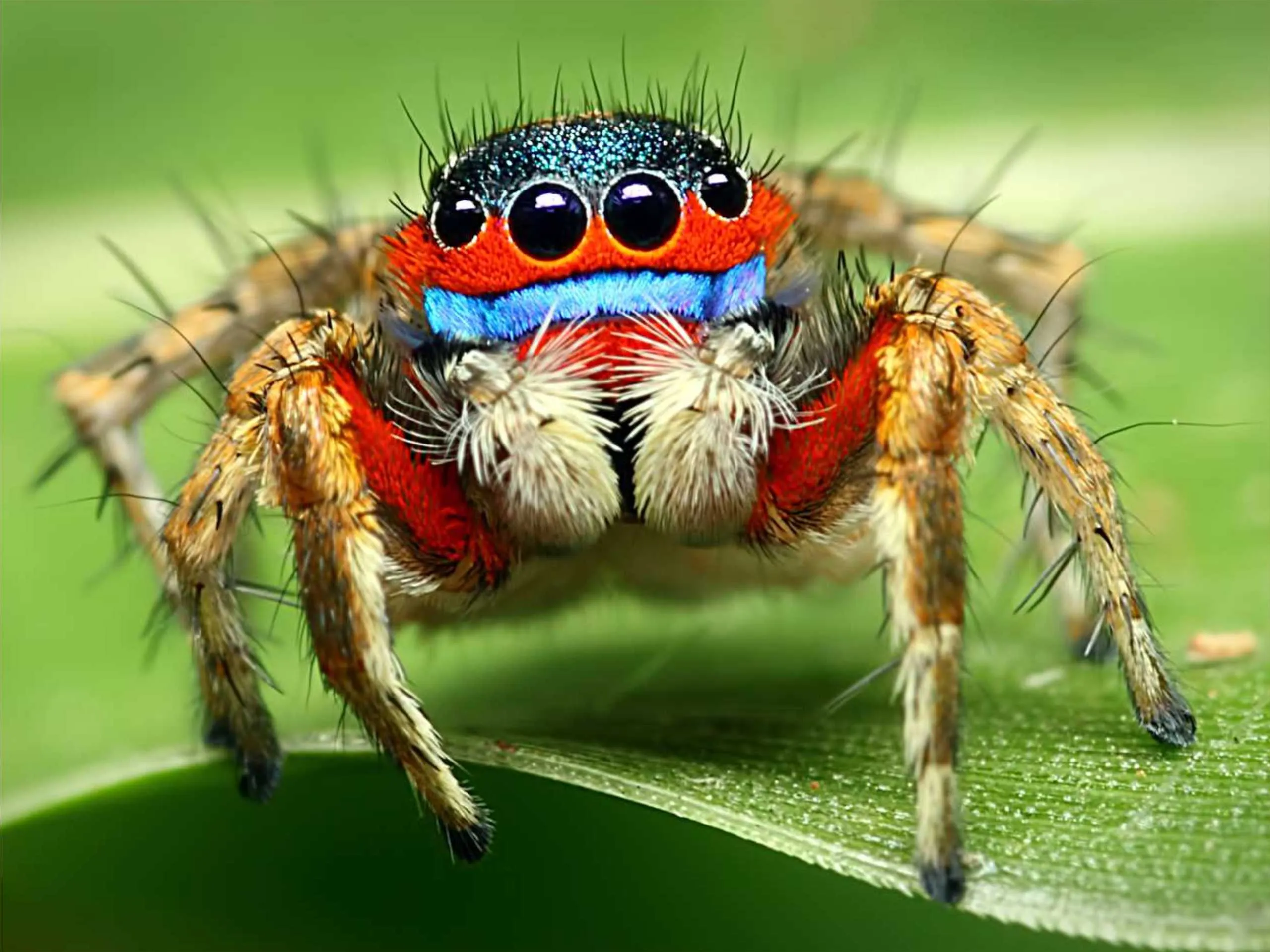 Jumping Spider