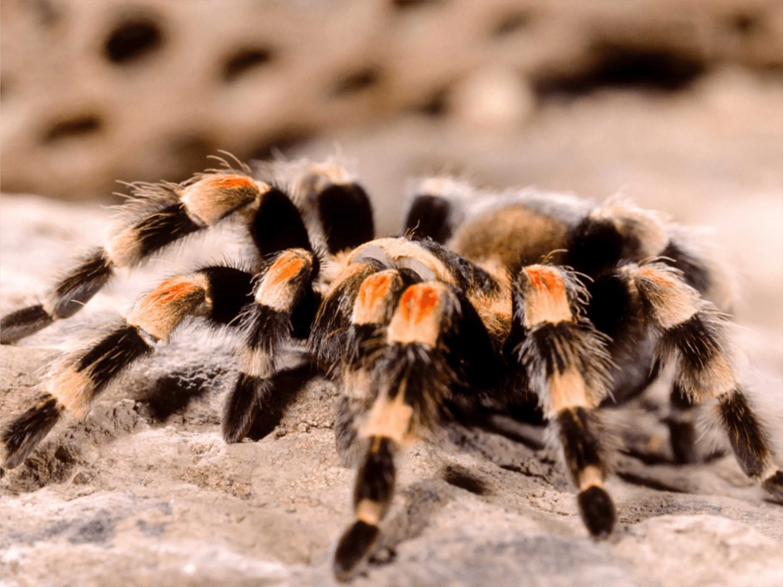 tarantula spider