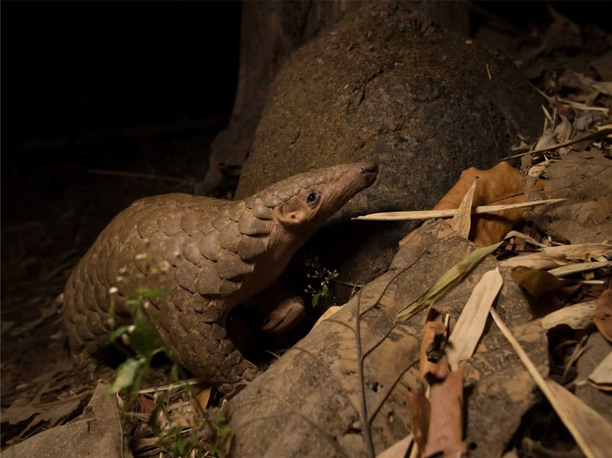 Indian Pangolin 