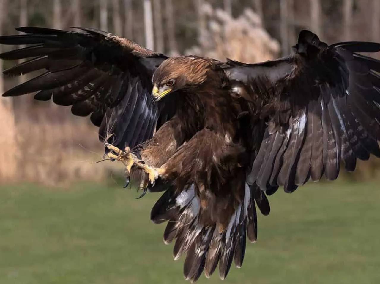 Eagle in hunting mode