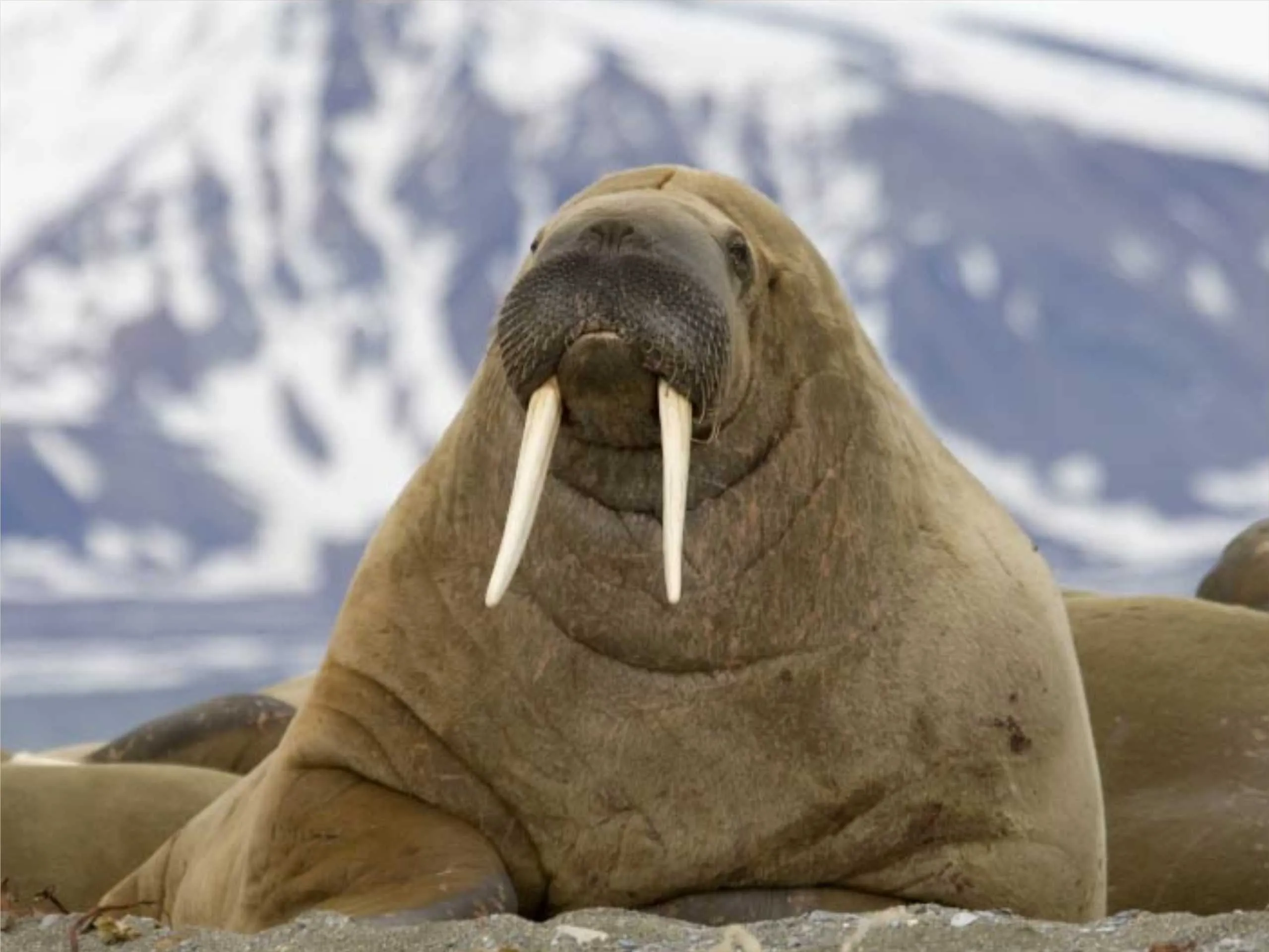 walrus