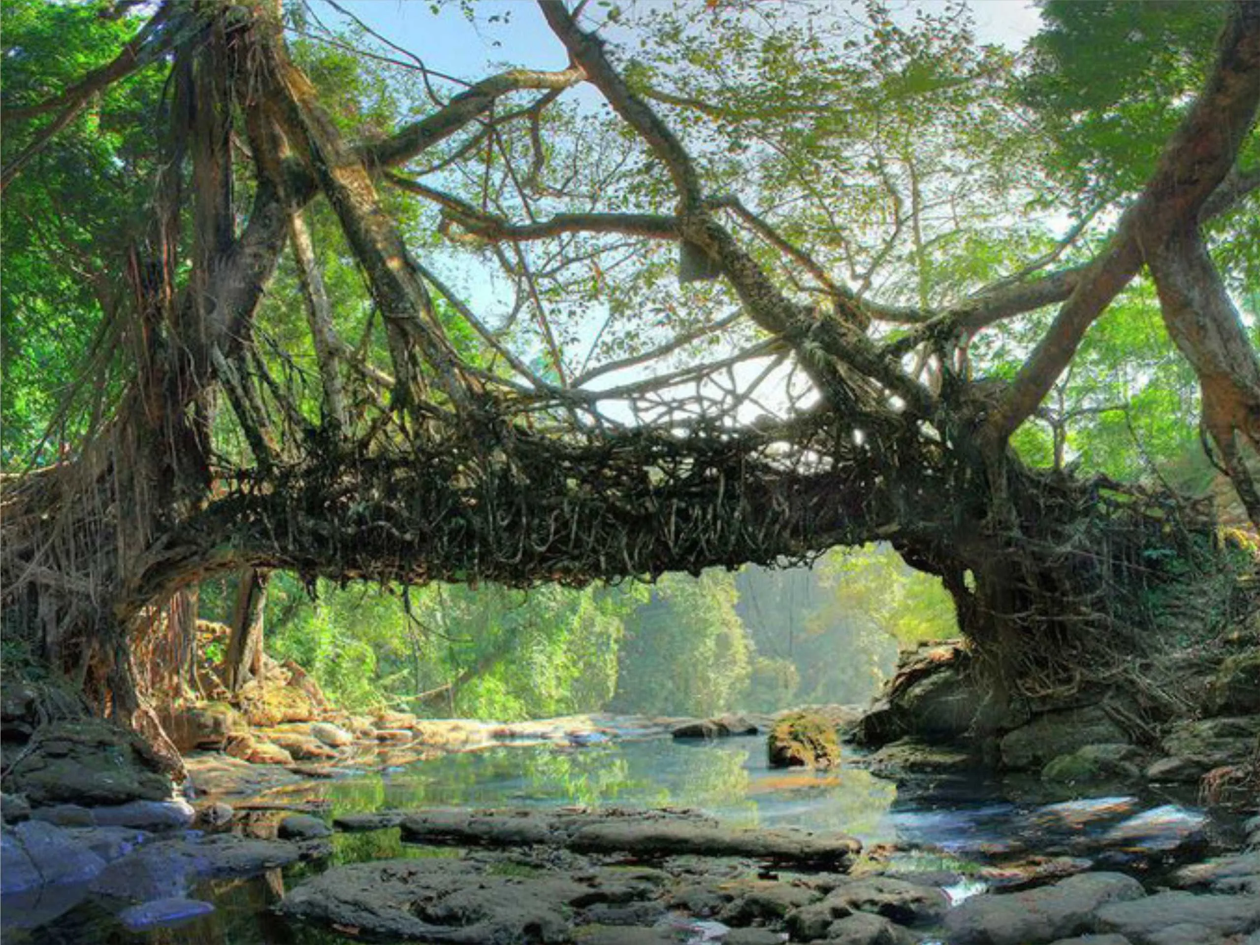 Root Bridge 