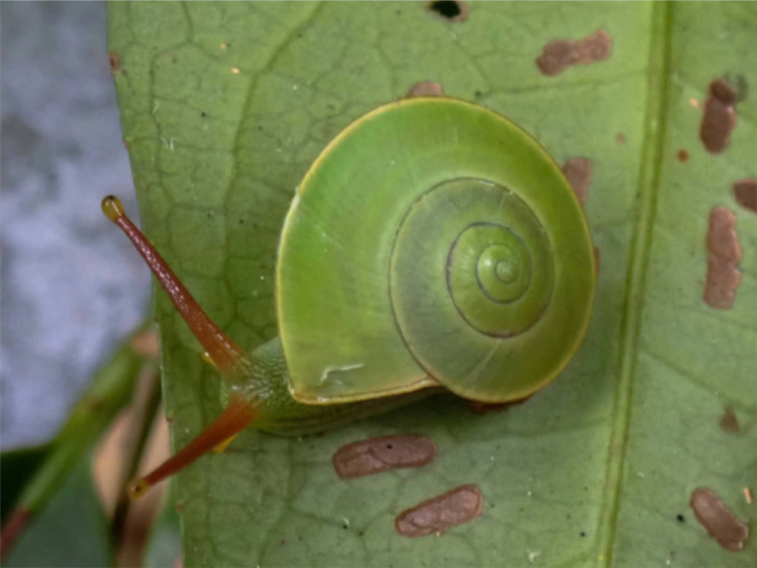 green snail