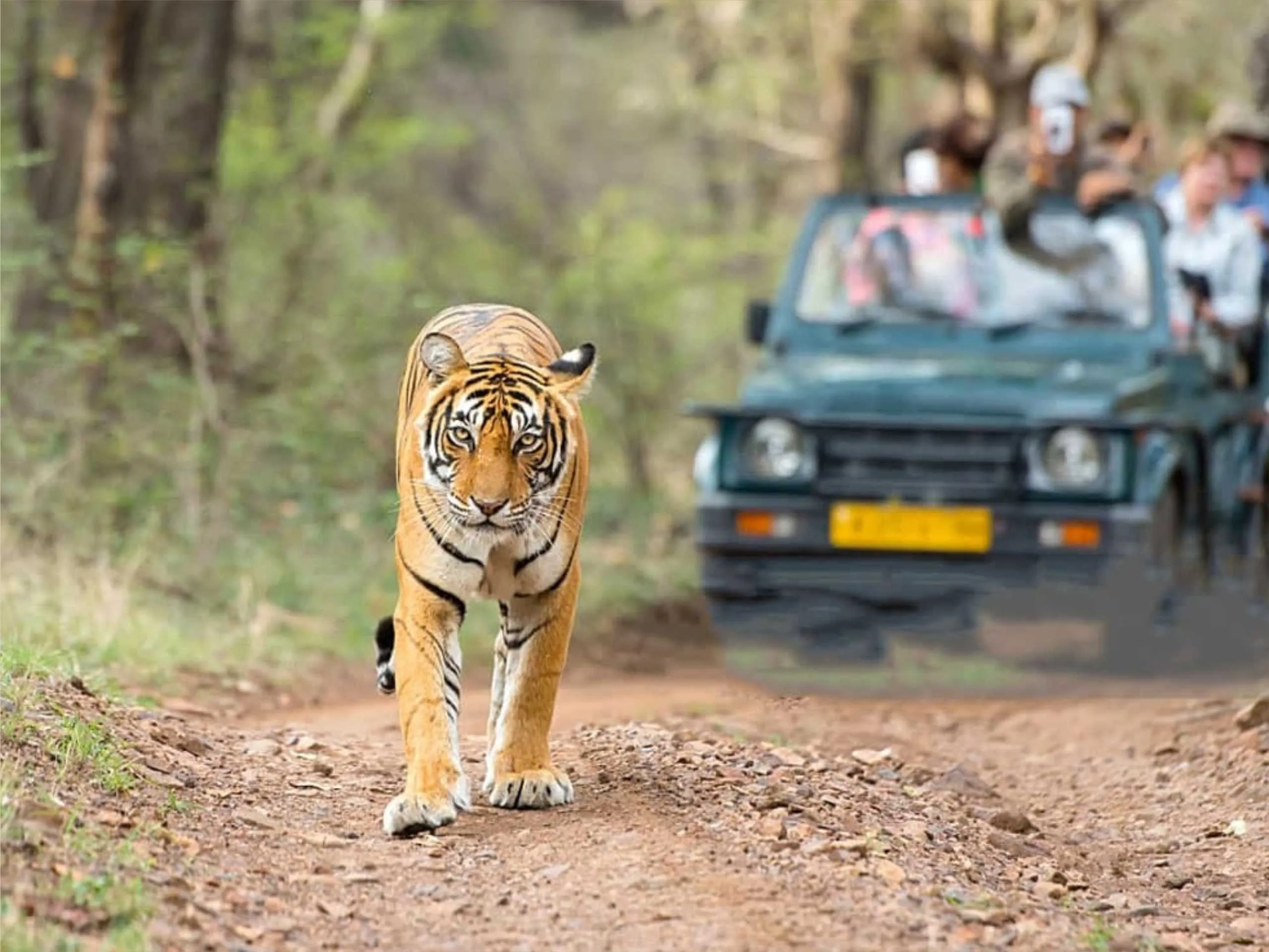 Jim corbett national park