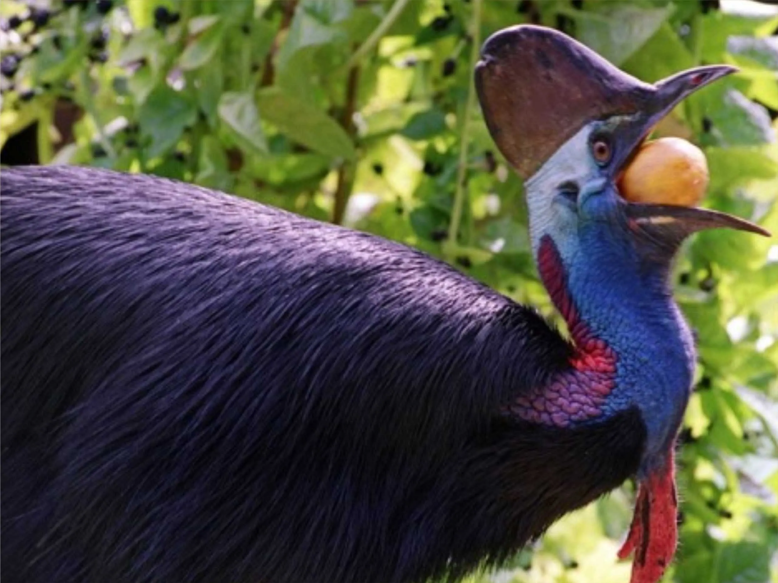 cassowary