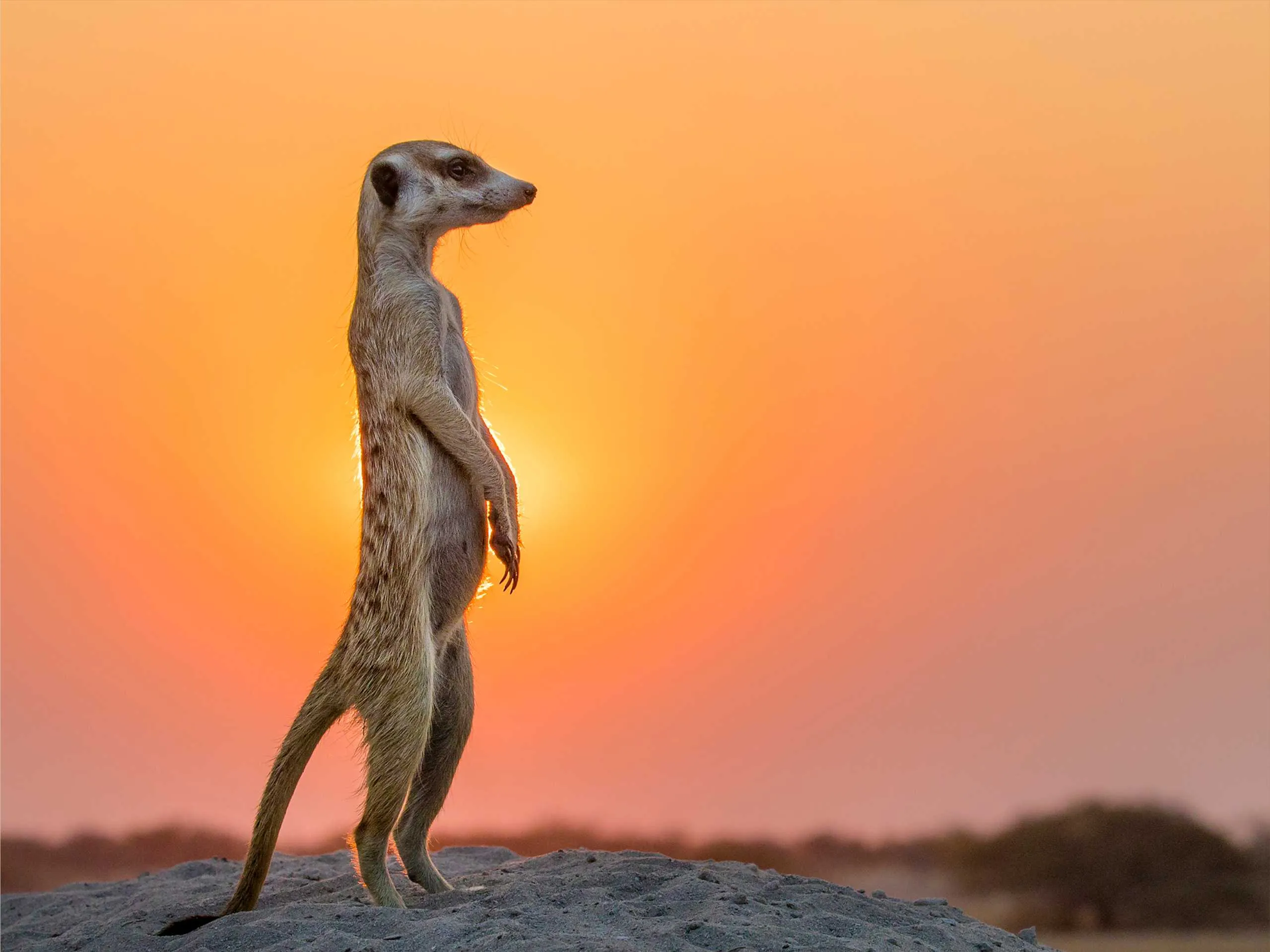 meerkats