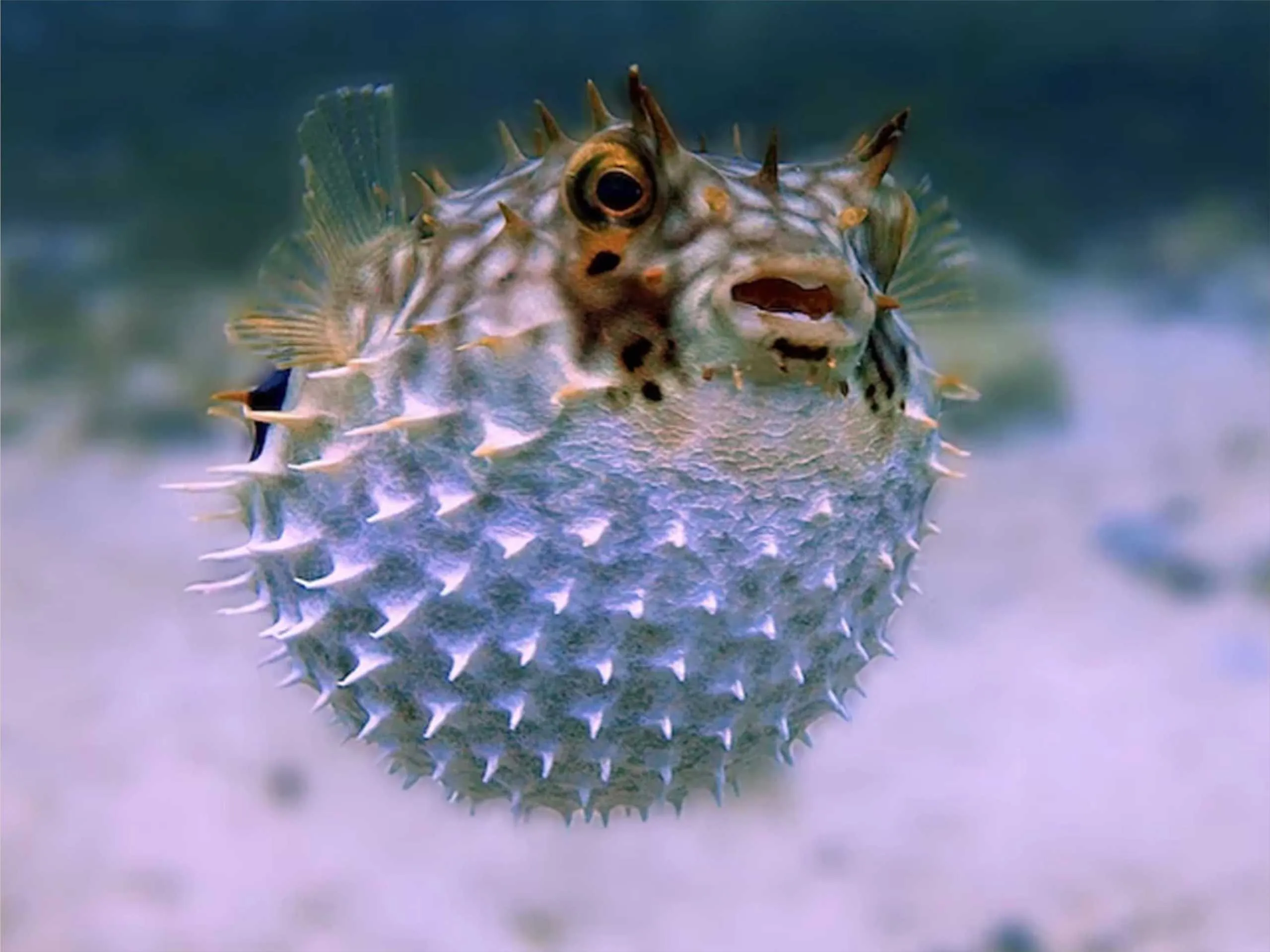 Puffer Fish