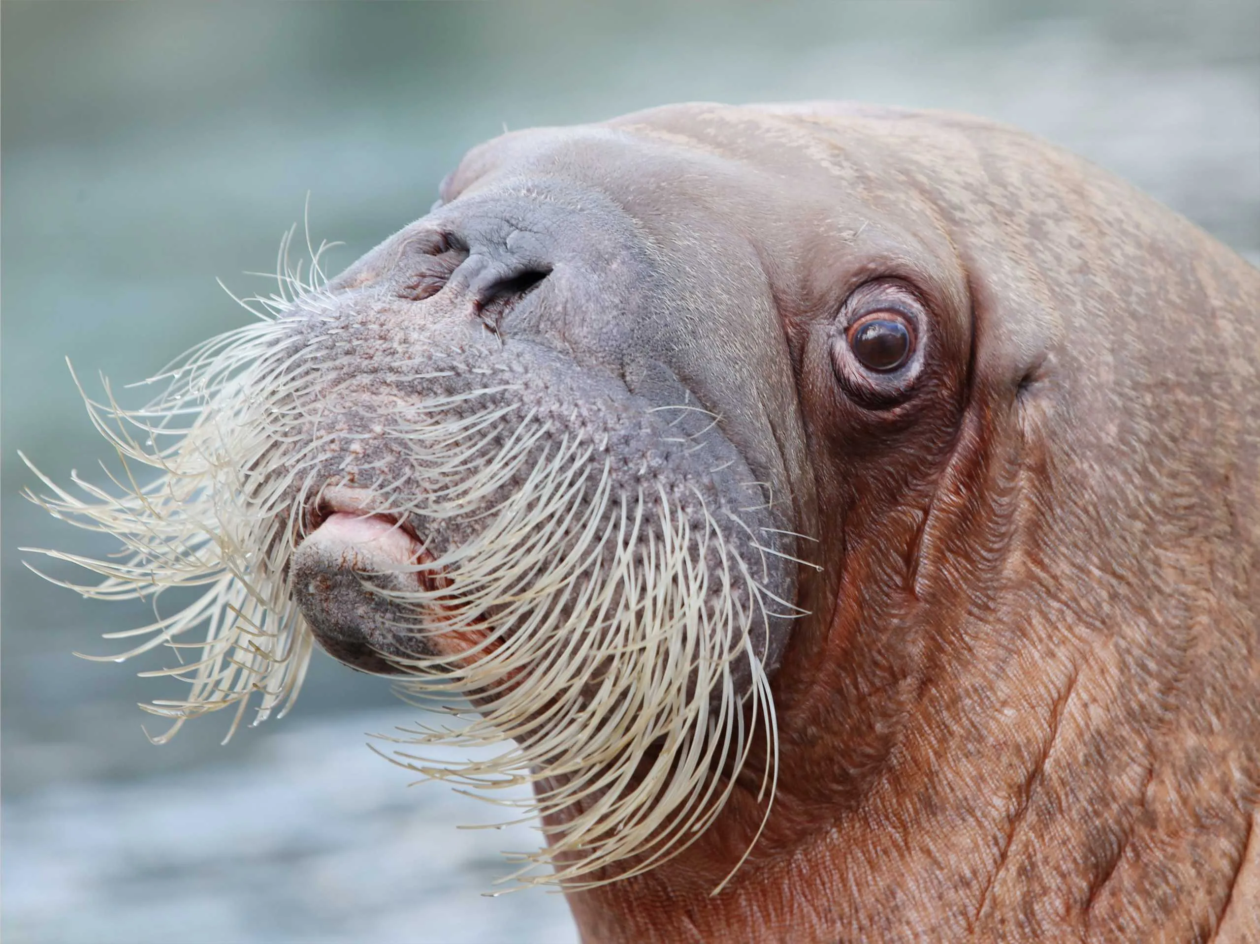 walrus