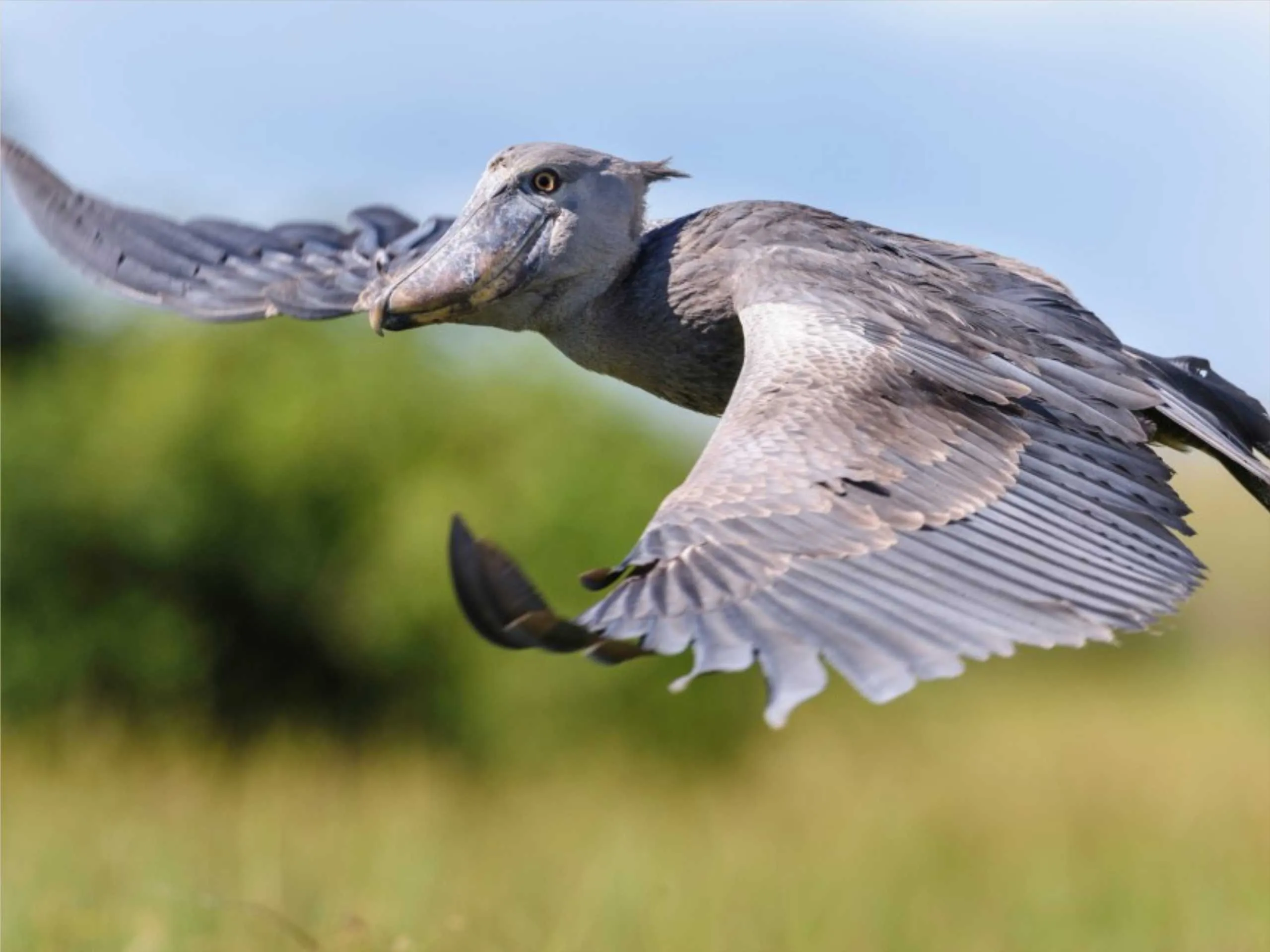 shoebill