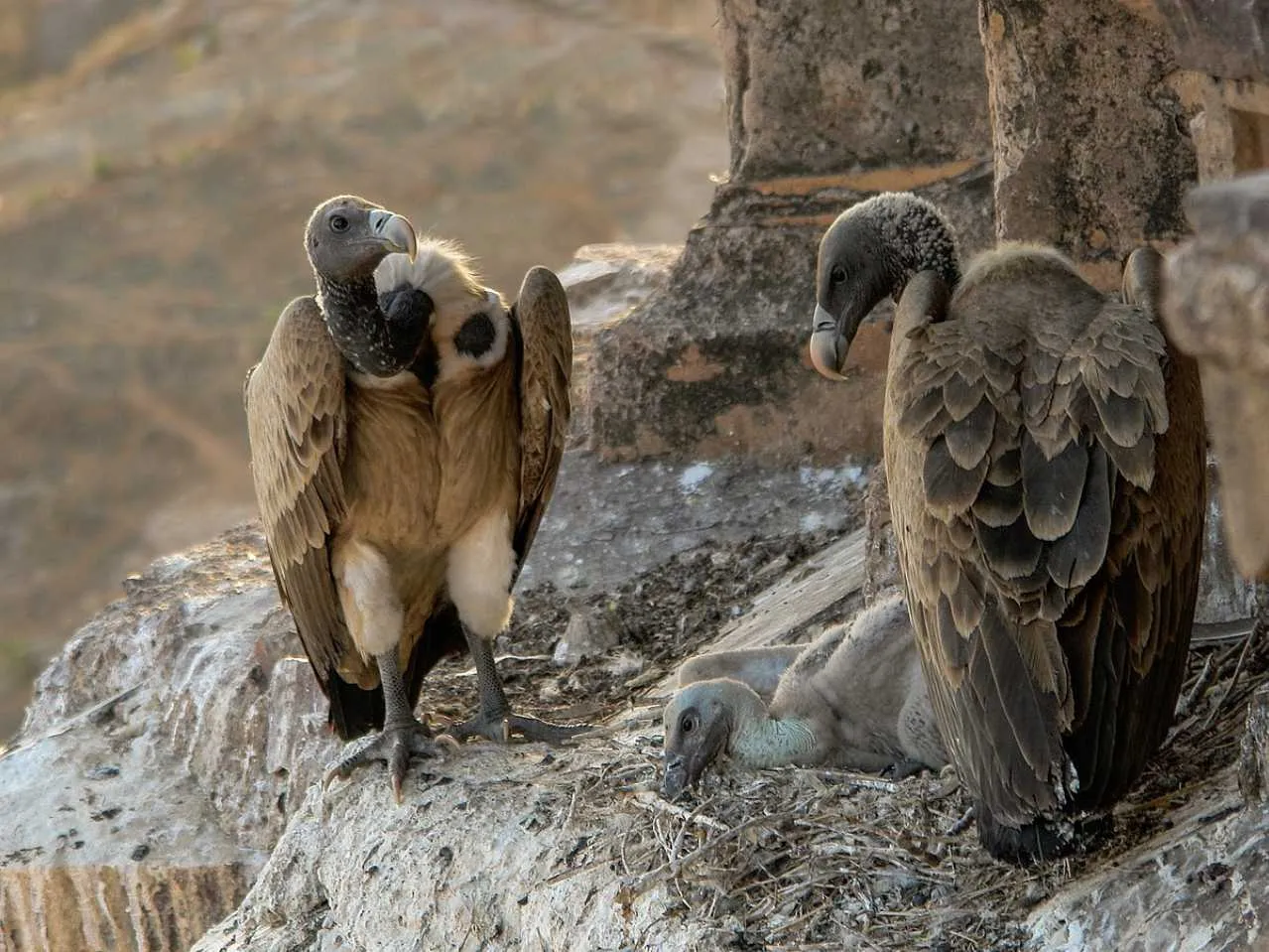 Indian Vulture 