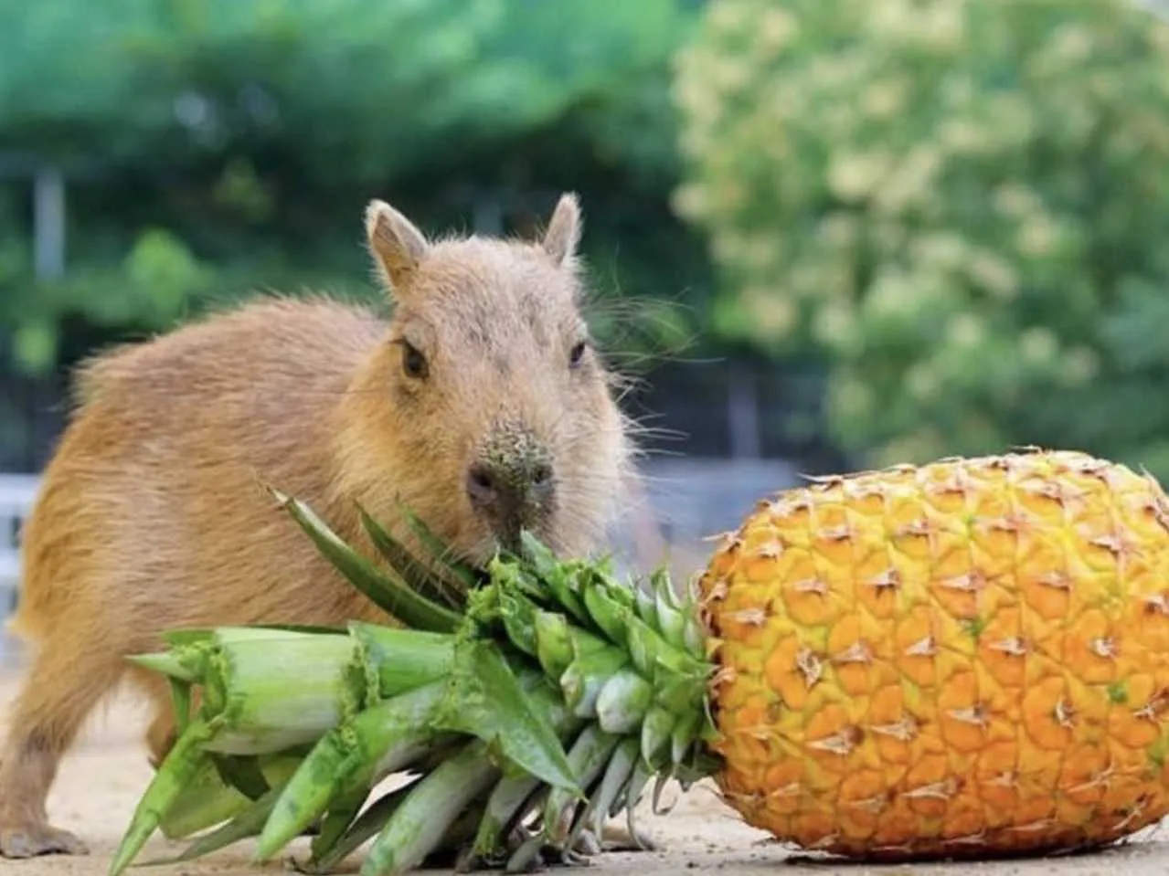 capybara eating