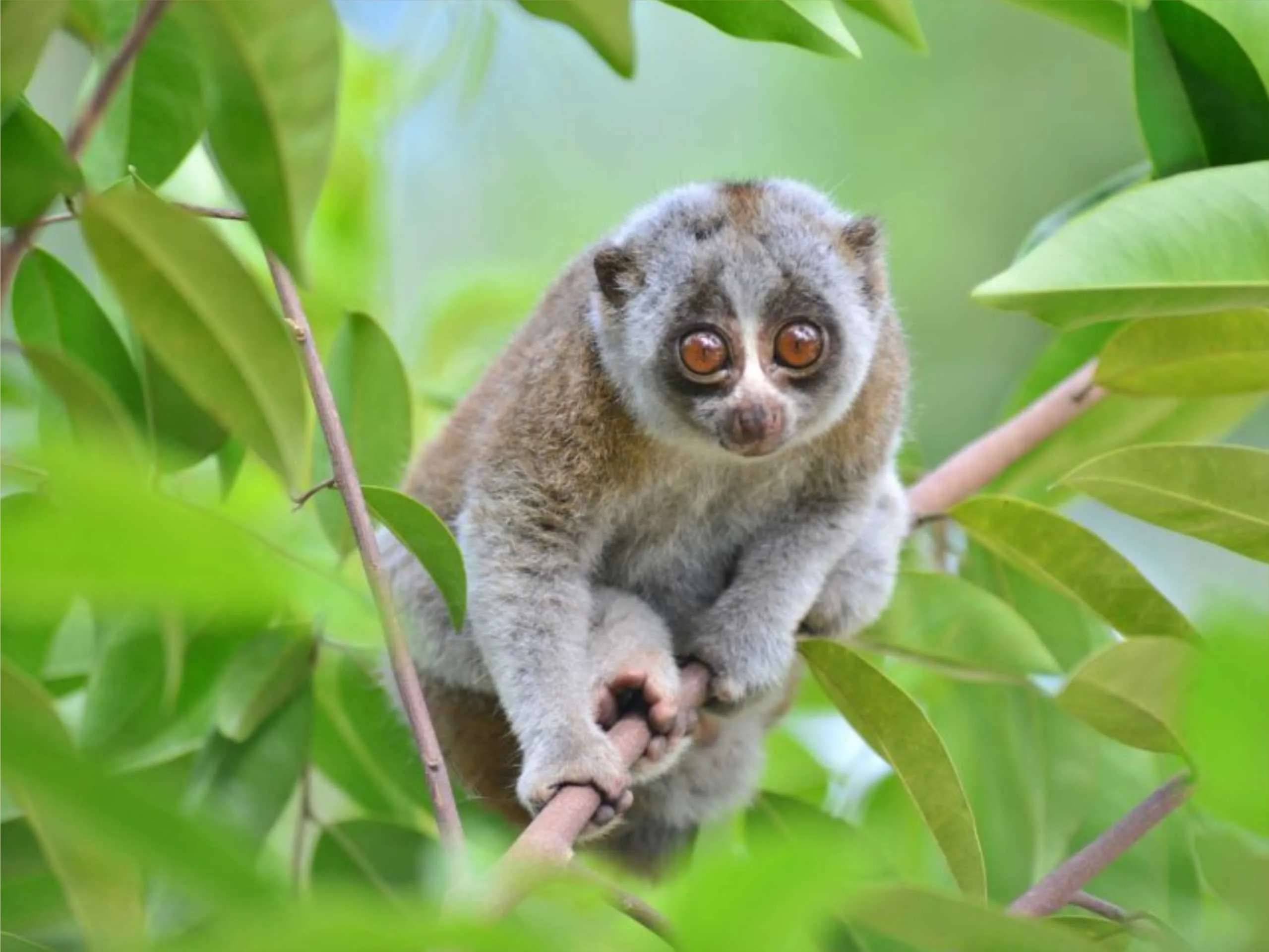 Slow Loris