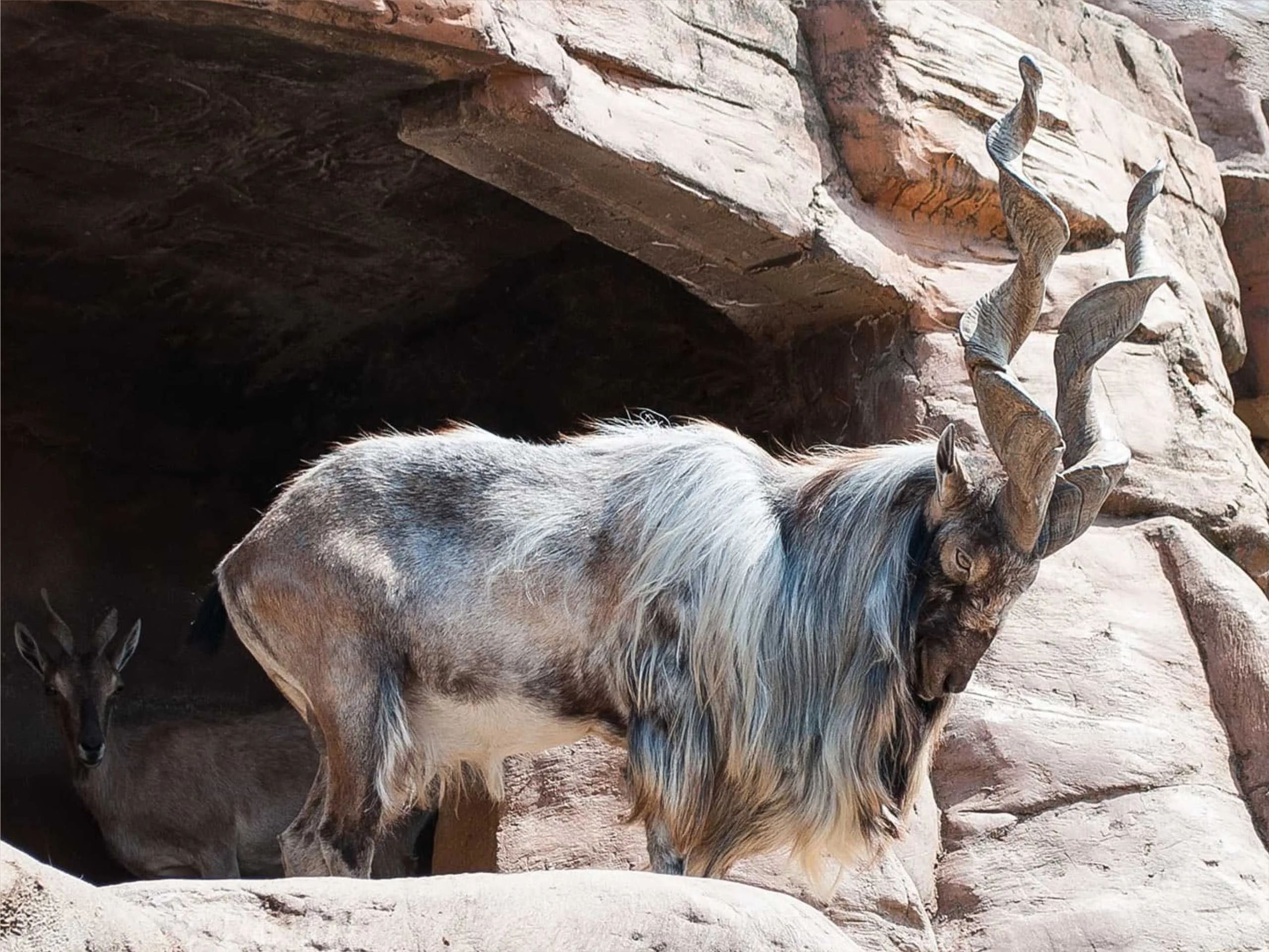 markhor