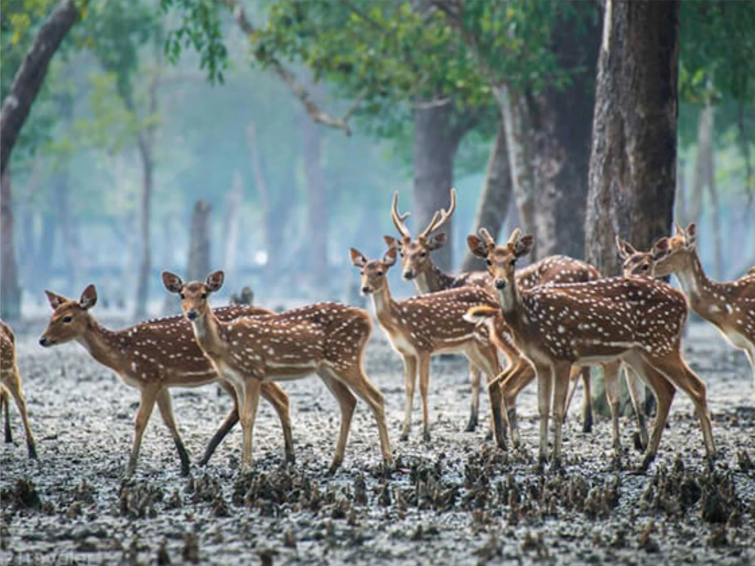 Sunderban 