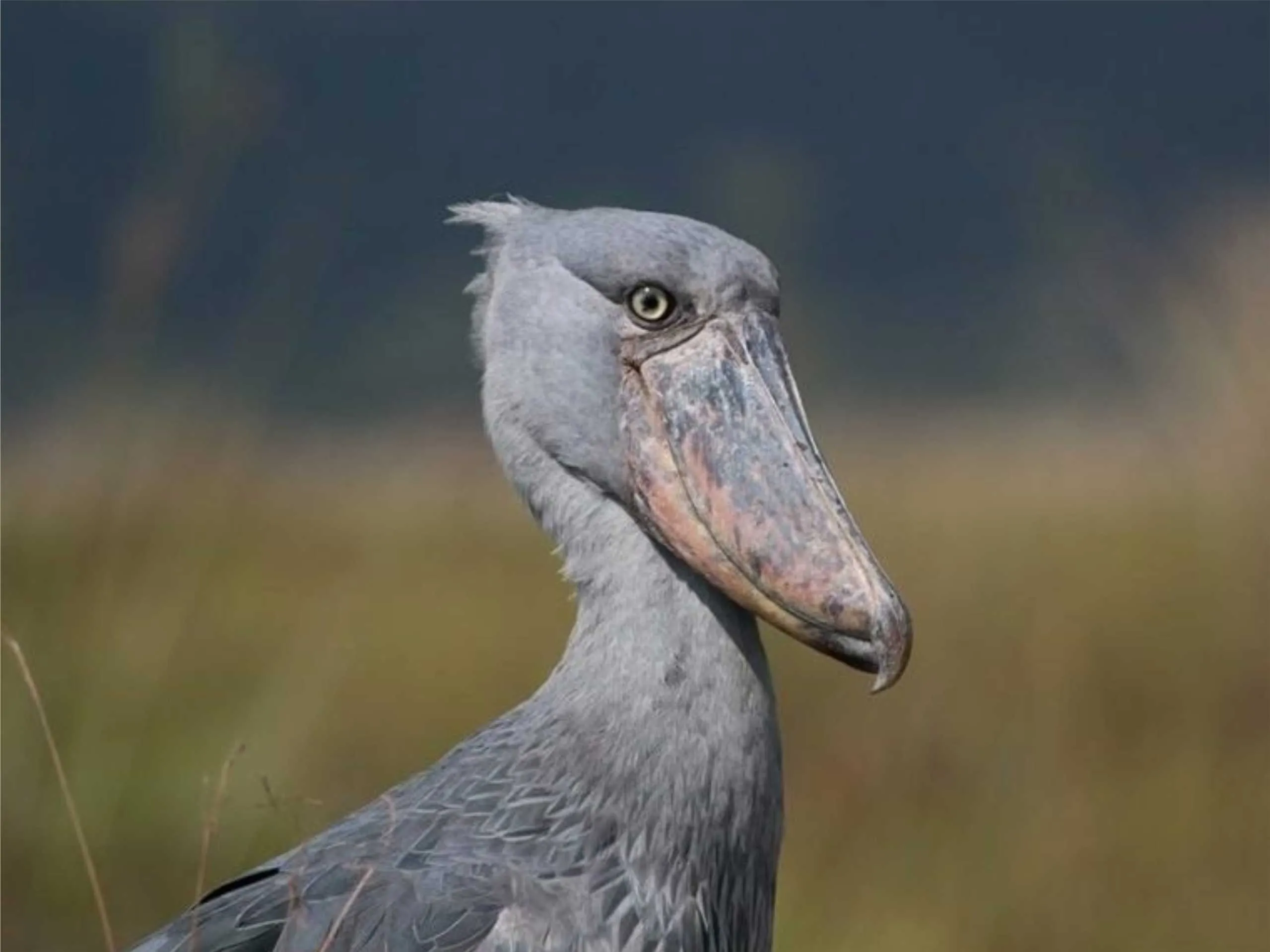 shoebill