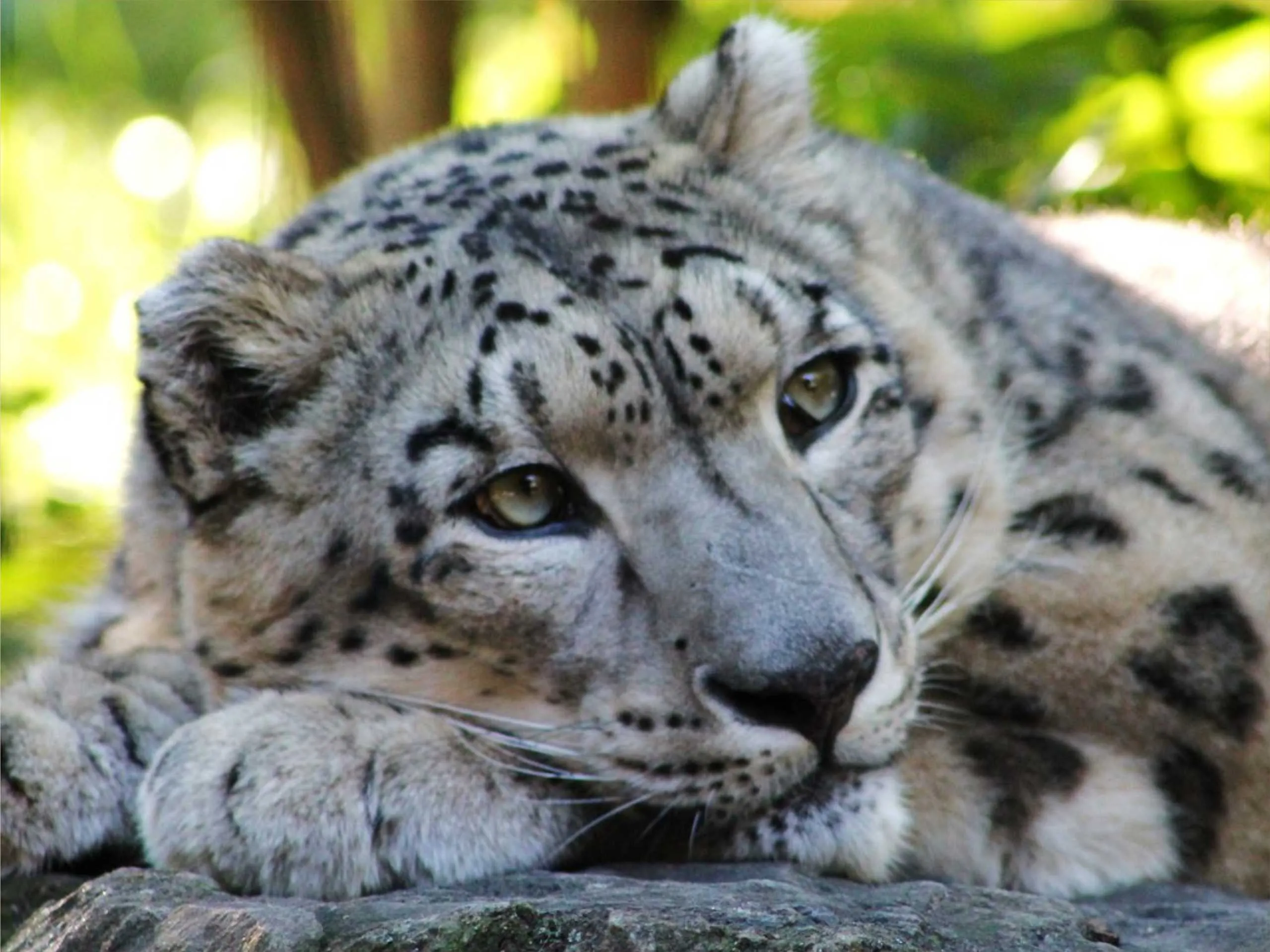 snow leopard