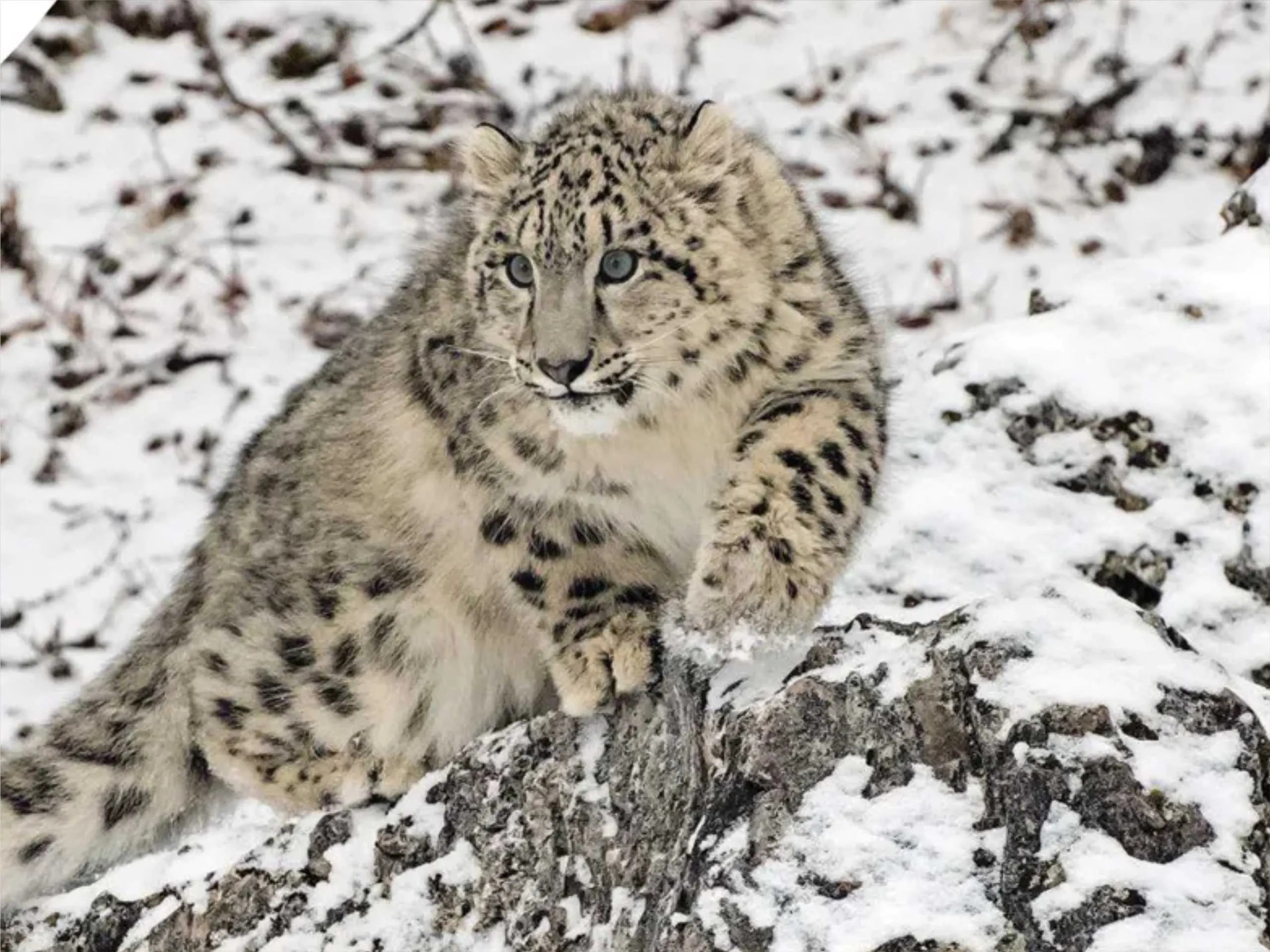 snow leopard