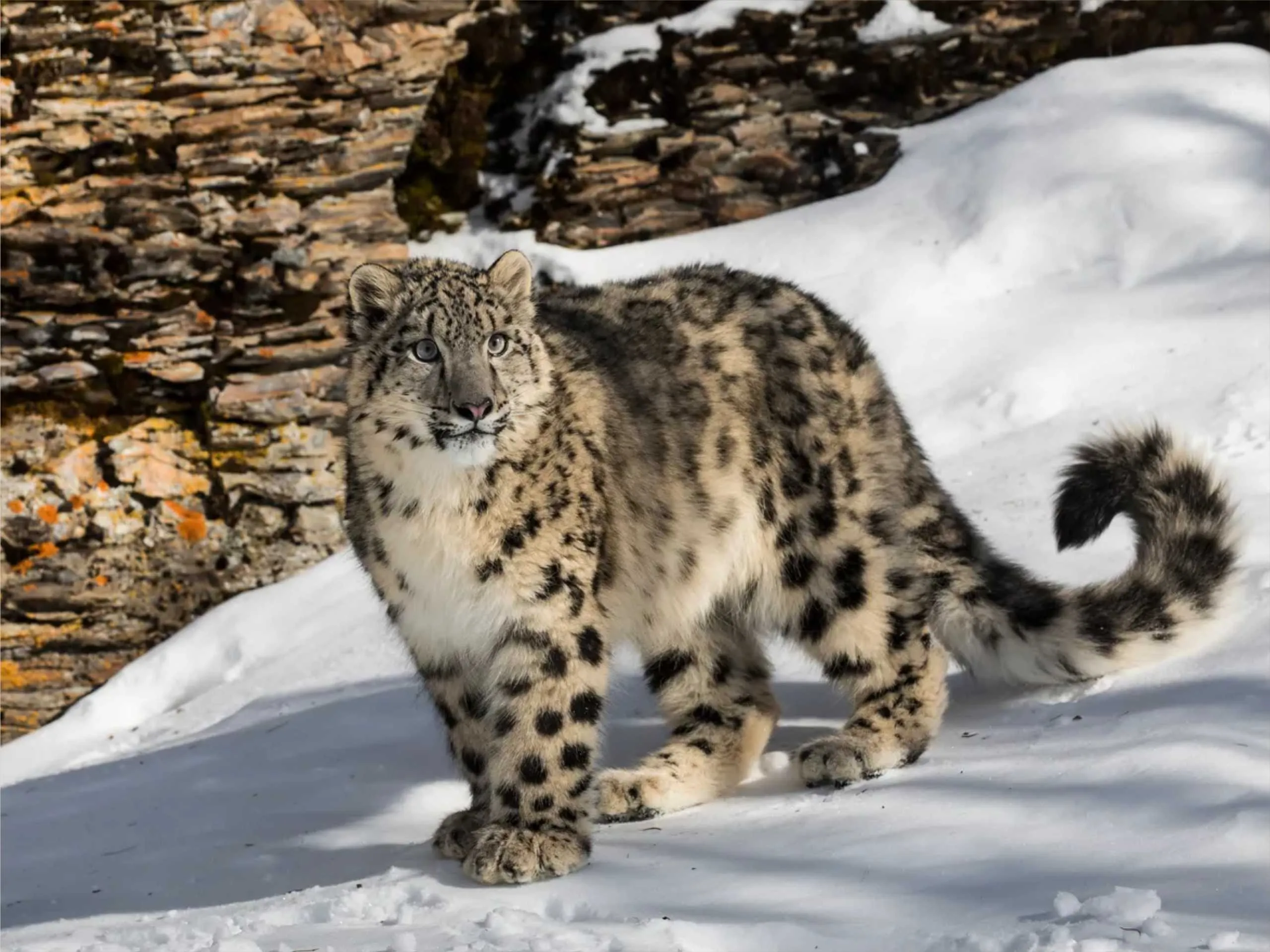 snow leopard