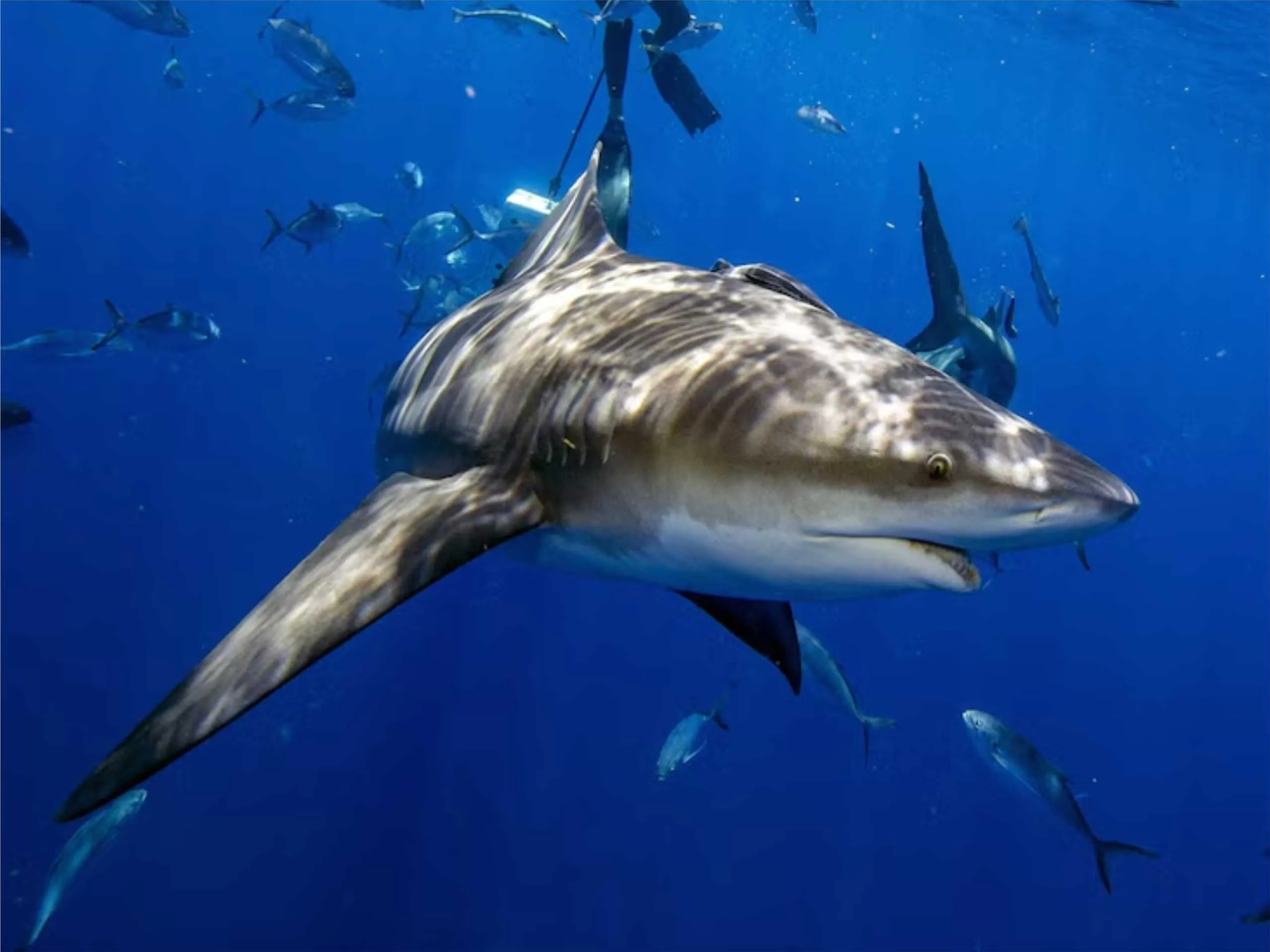 bull shark