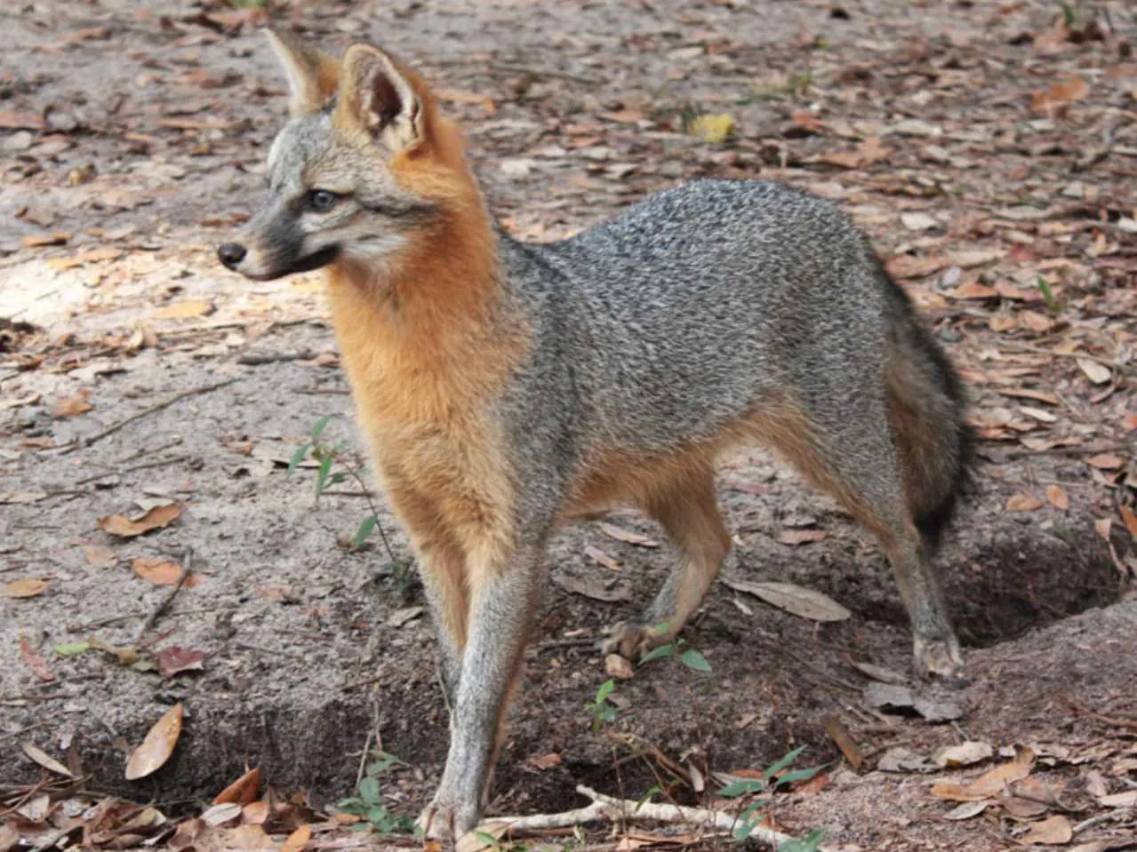 fox in forest