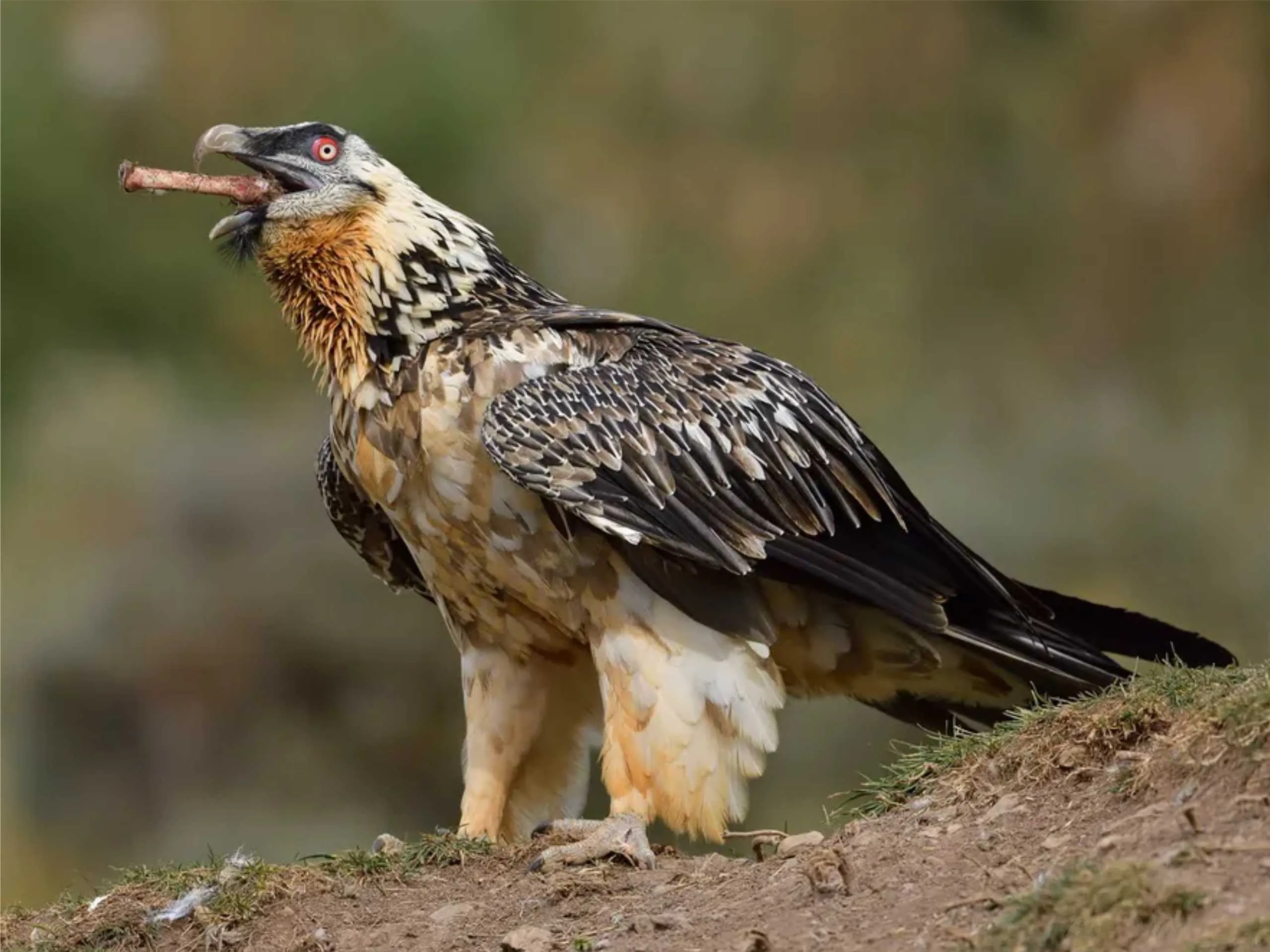 bearded vulture