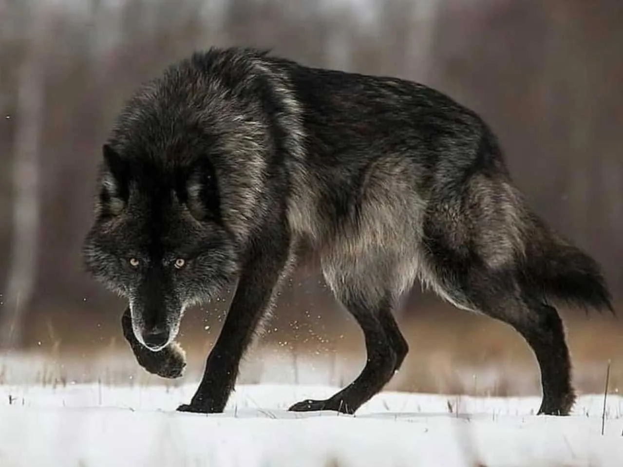 Black Wolf In its Natural Habitat