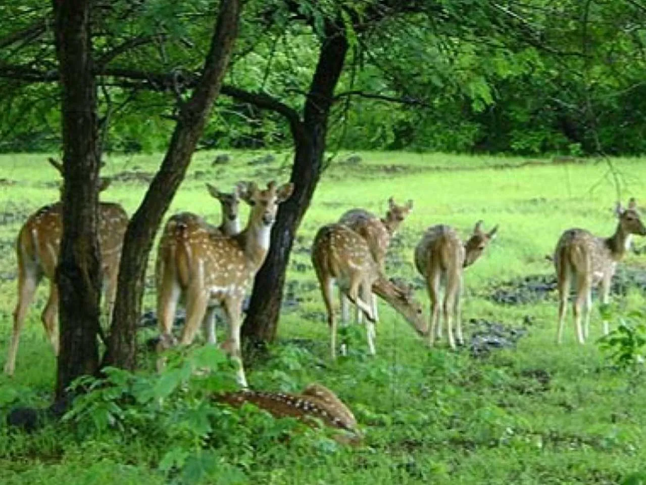 Barnparva vanya jeev abhayaranya