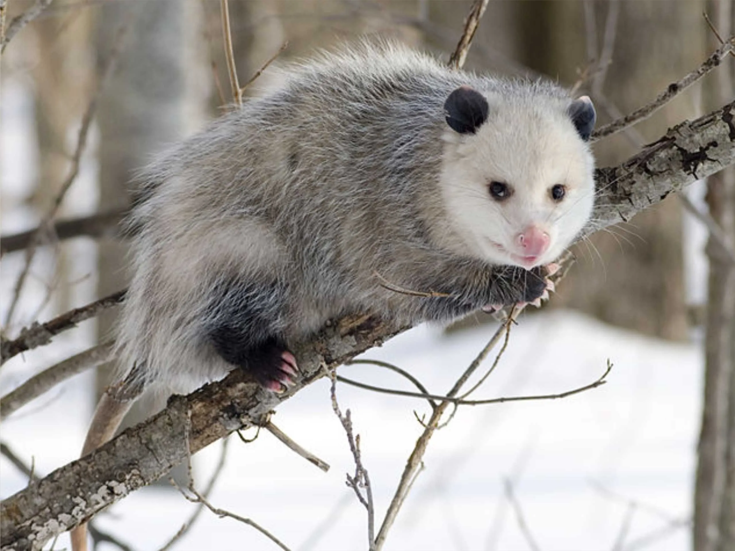 opossum