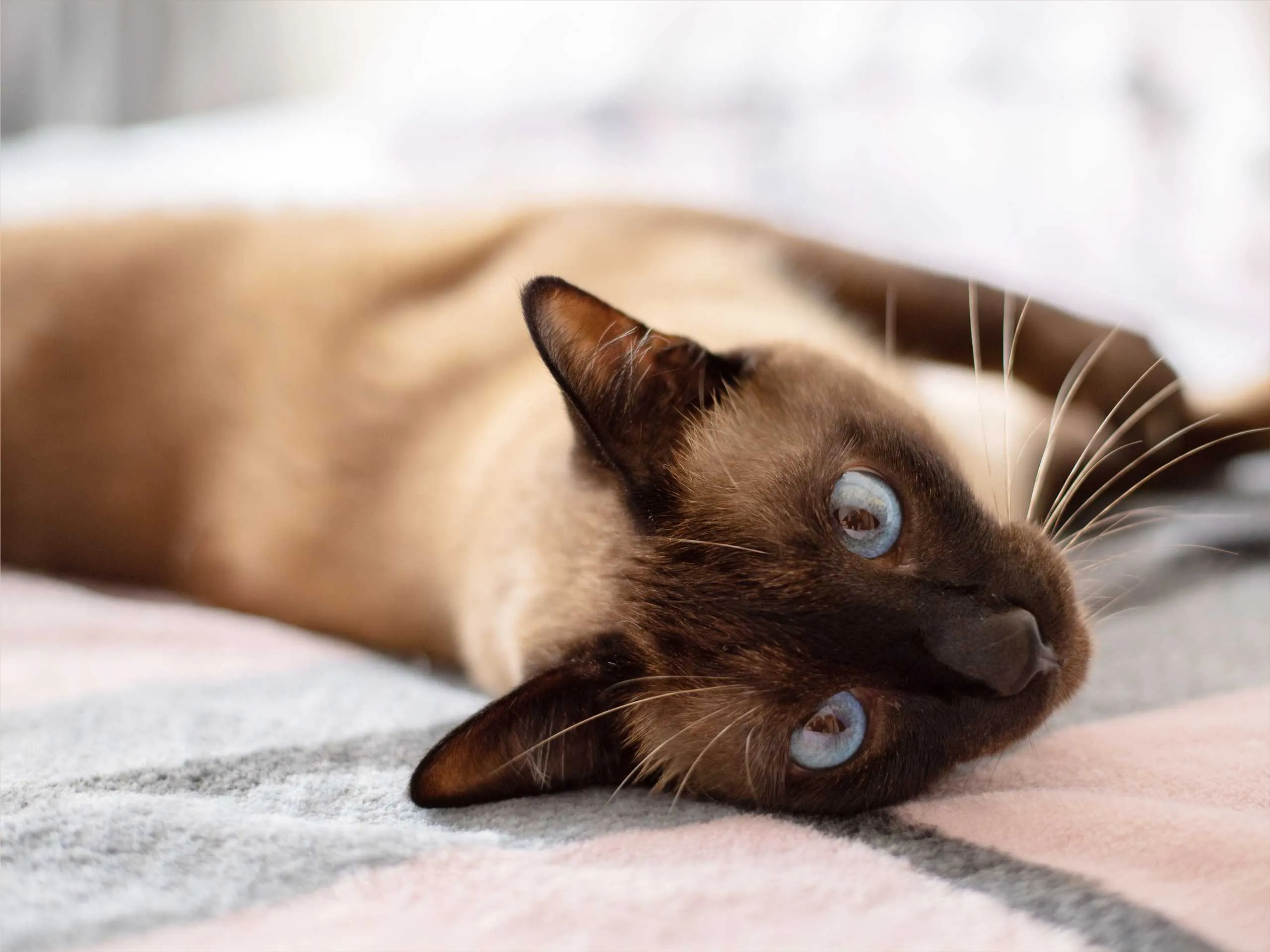 siamese cat