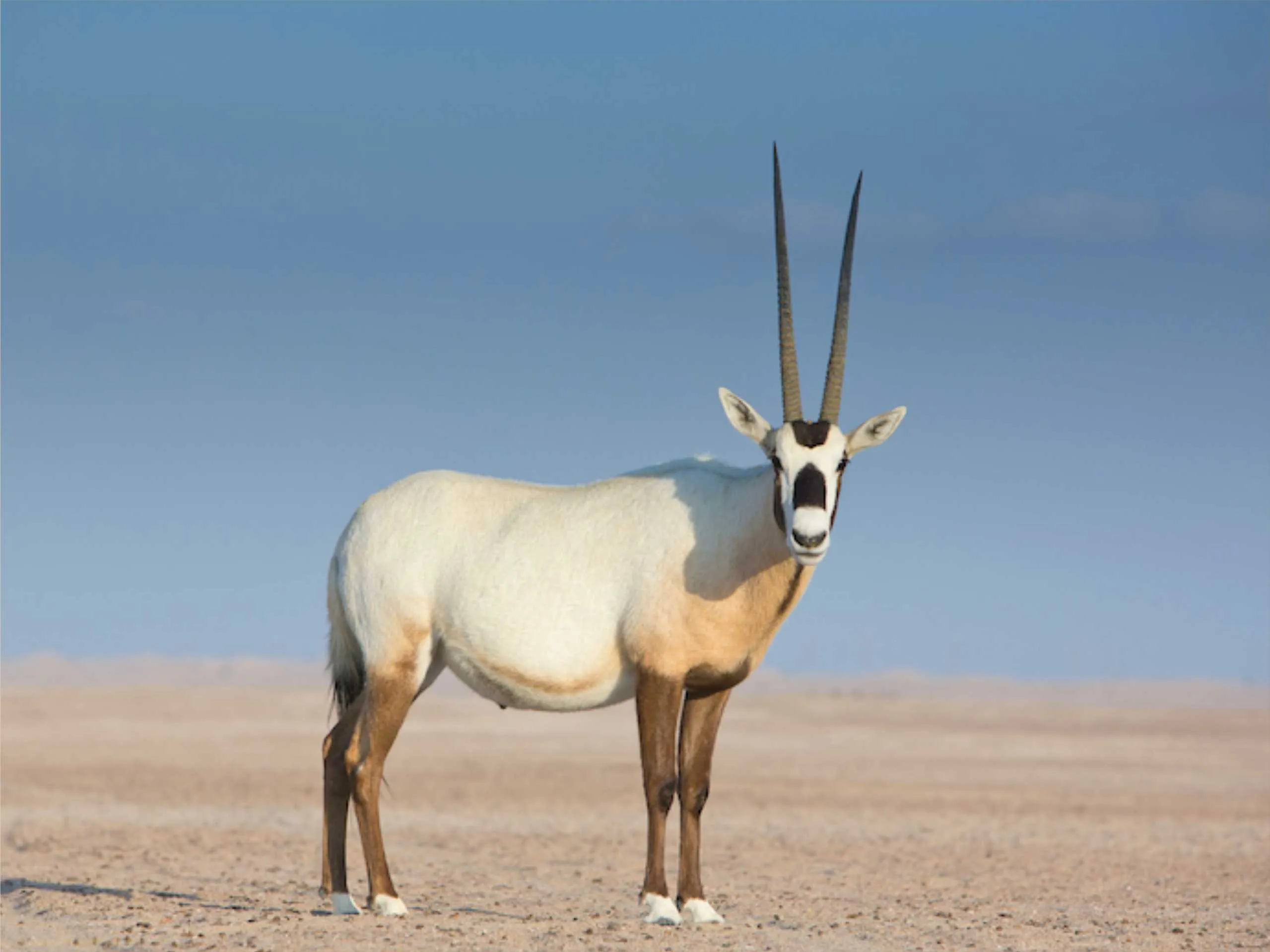 oryx