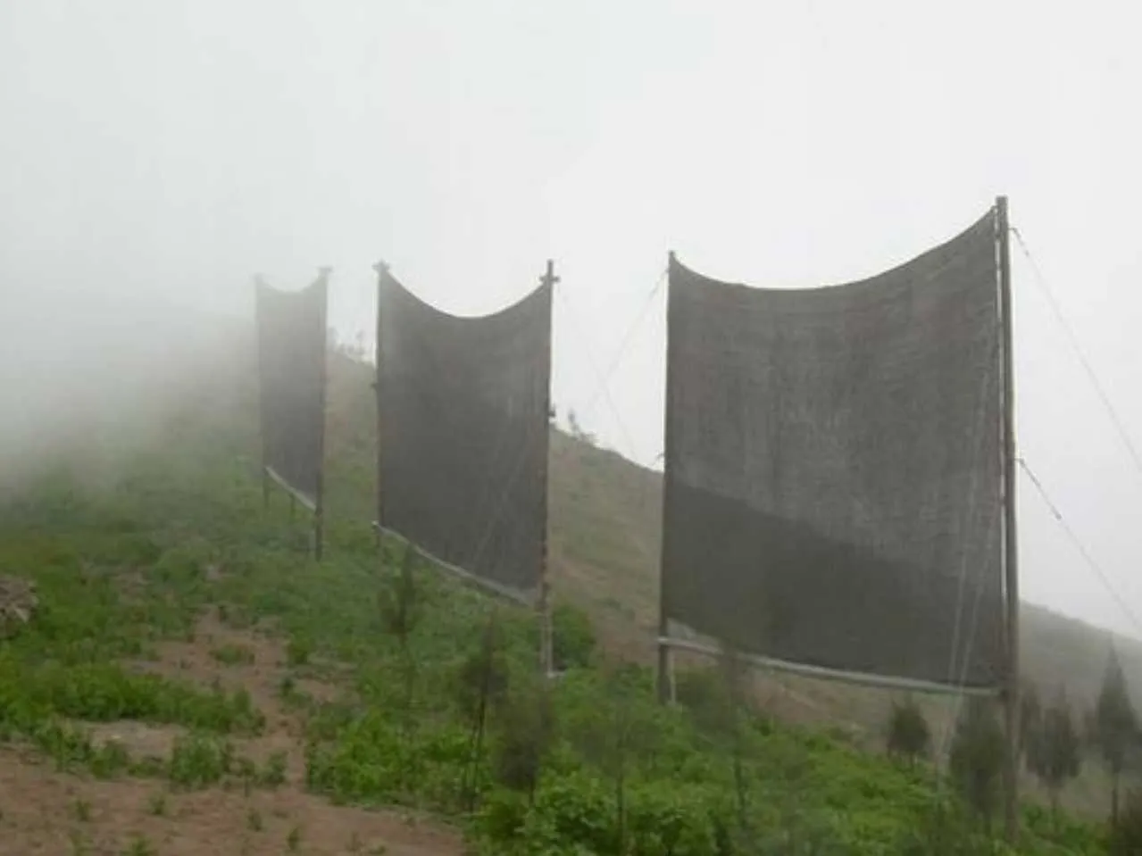 Fog Harvesting 