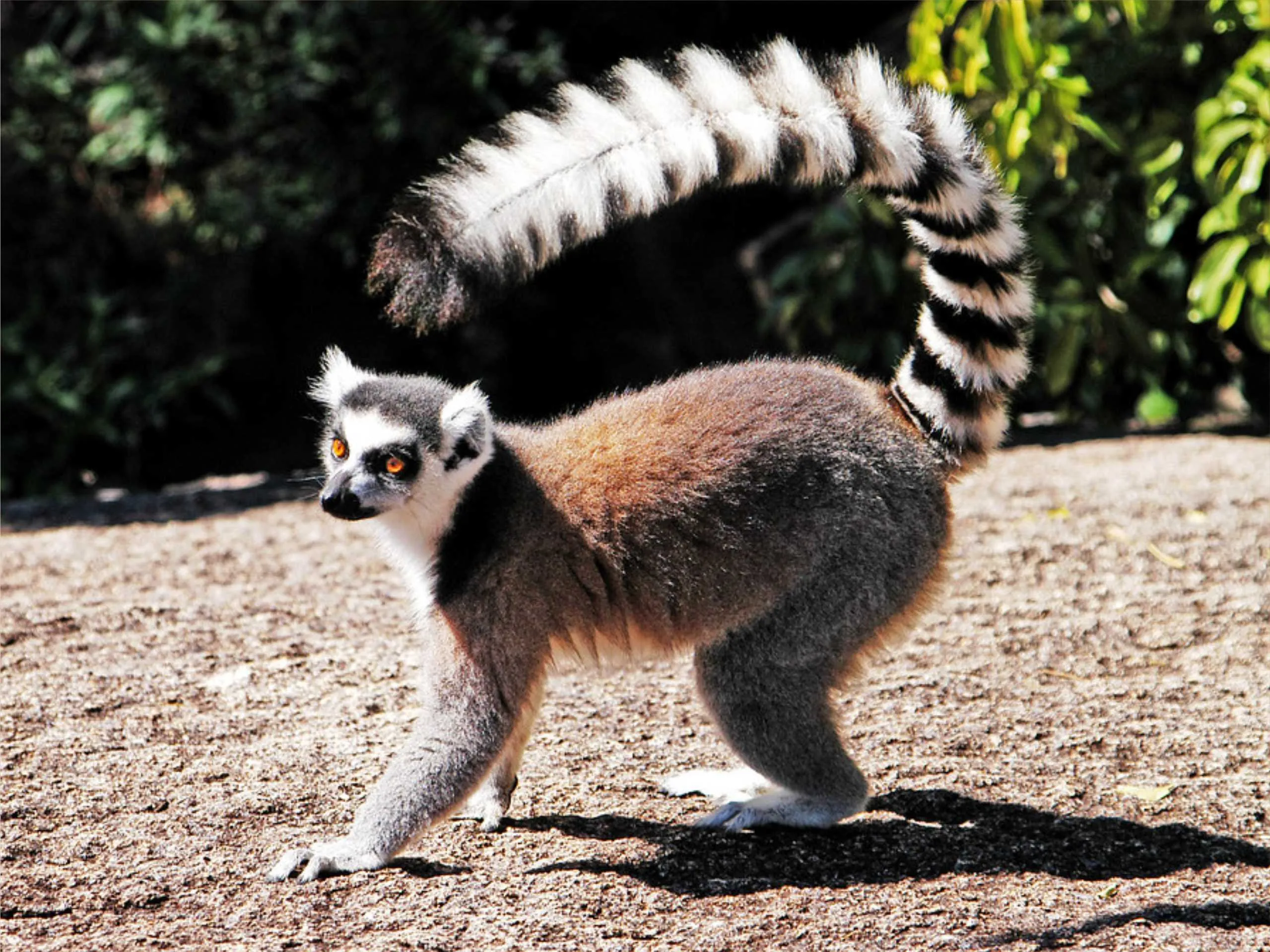 lemur