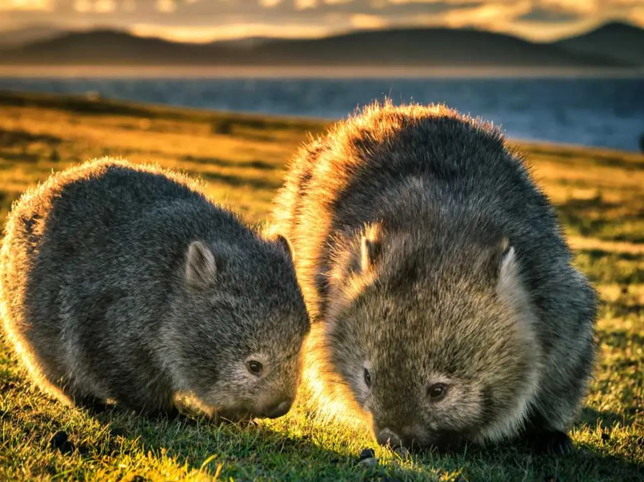 Wombats 