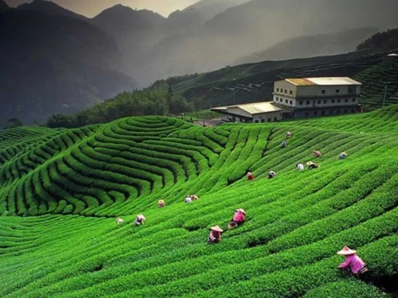 darjeeling tea estate