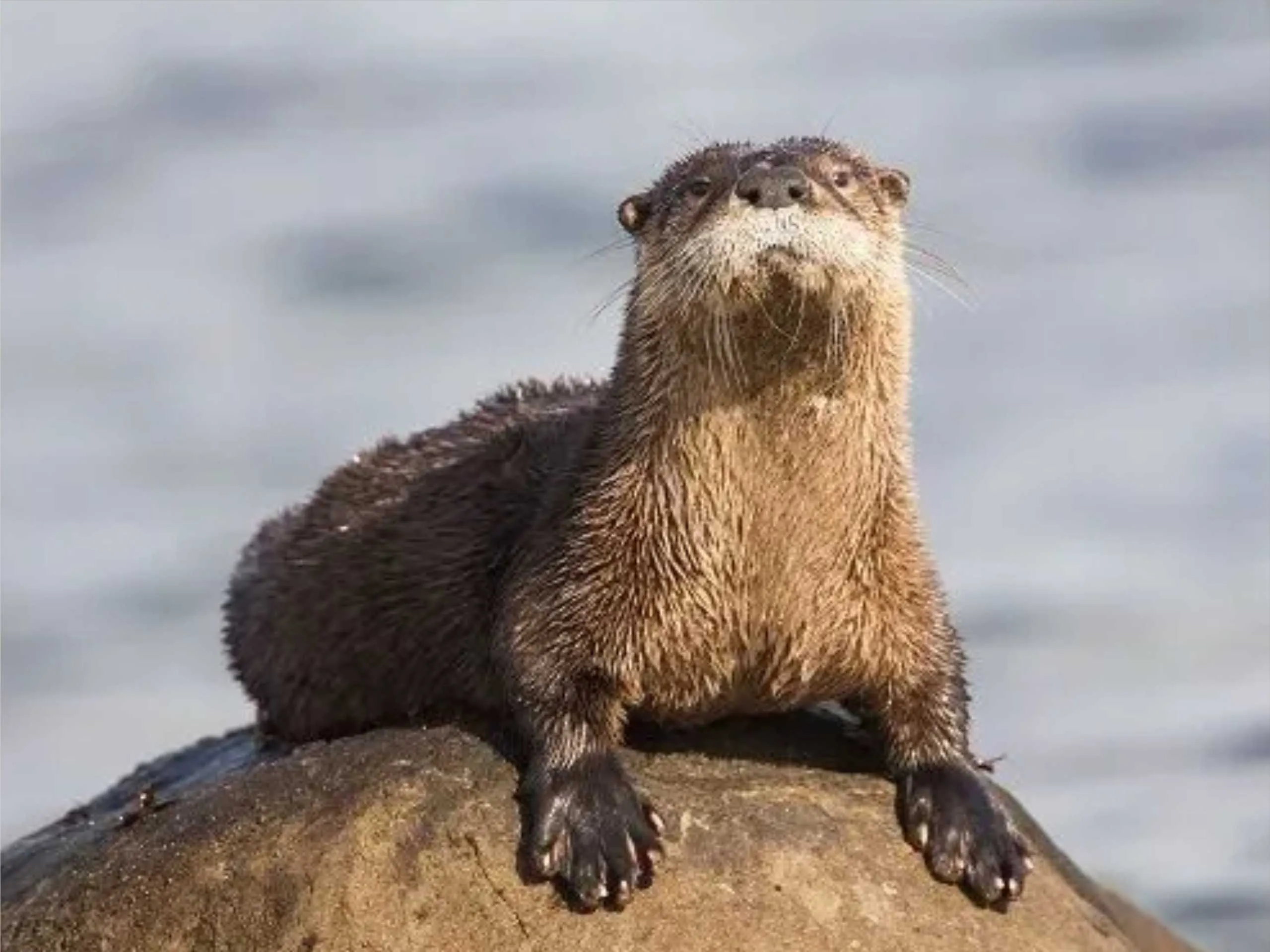 otter 