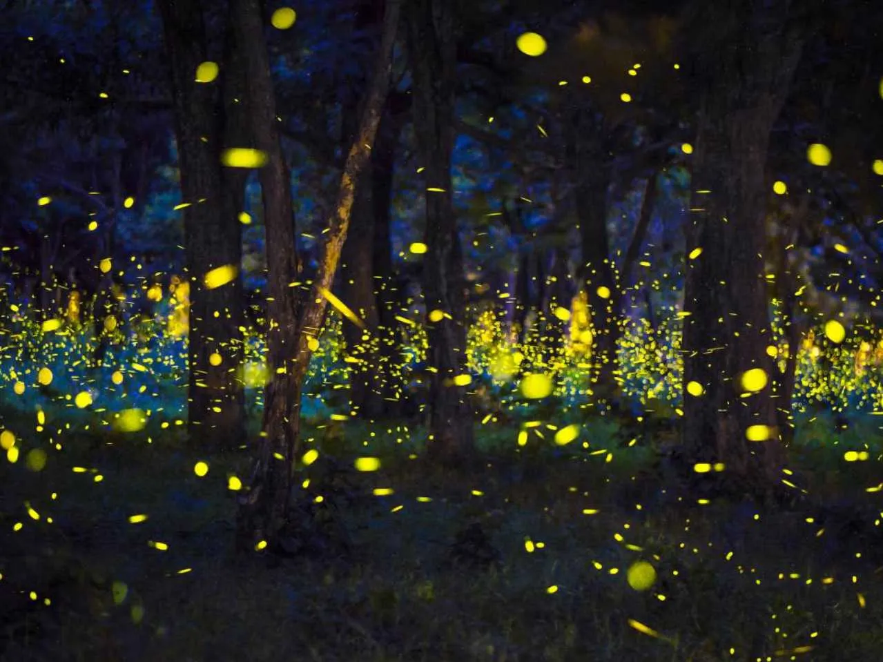 Fire flies